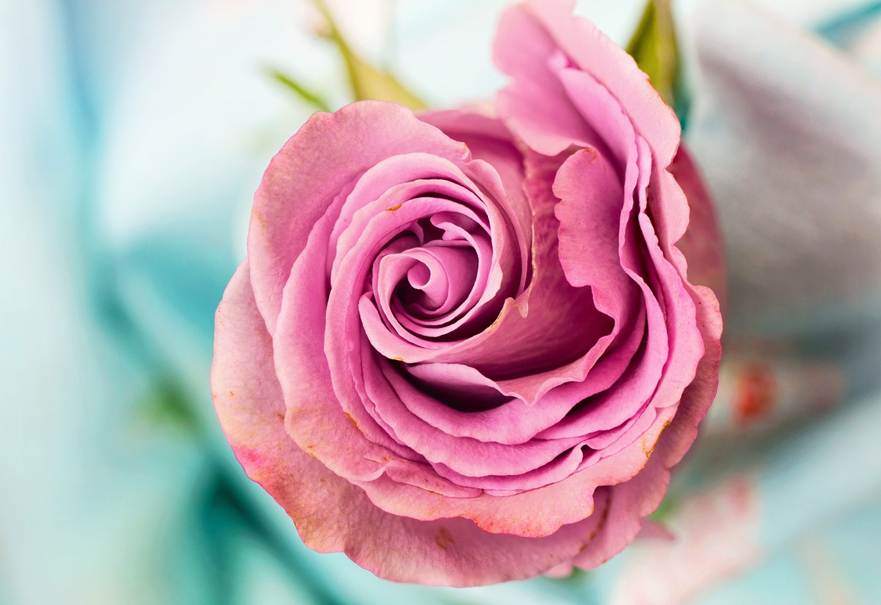 Free Pink Roses & Rose Image