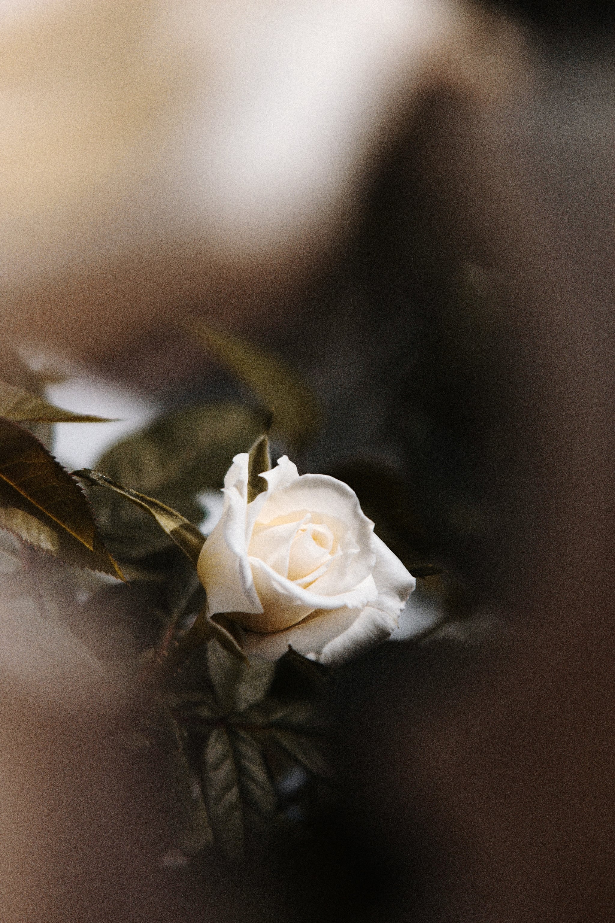 Valentine's Day Wallpaper For Your Home Screen Aesthetic