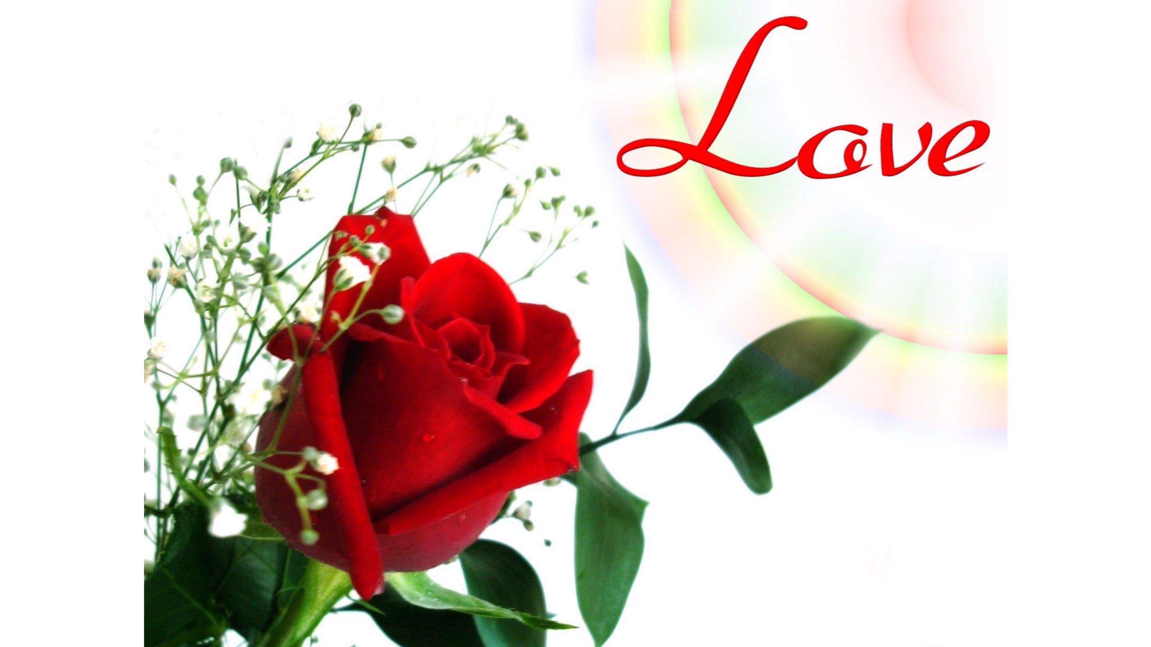 Free download Single Rose Wallpaper Free HD Pics Download [3840x2160] for your Desktop, Mobile & Tablet. Explore Free Rose Wallpaper. Free Rose Wallpaper, Wallpaper Rose, Free Blue Rose Wallpaper