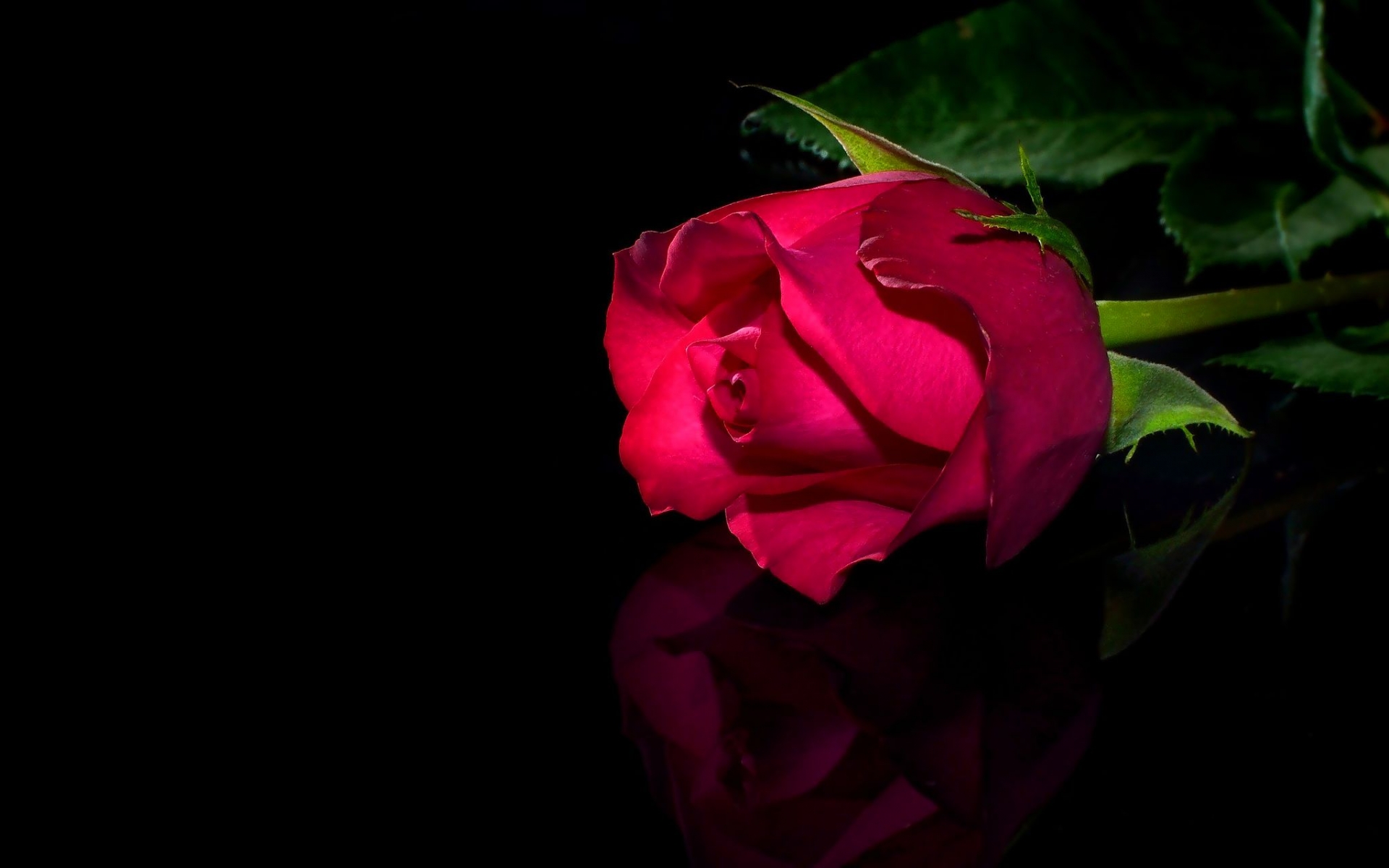 Nature Rose HD Wallpaper