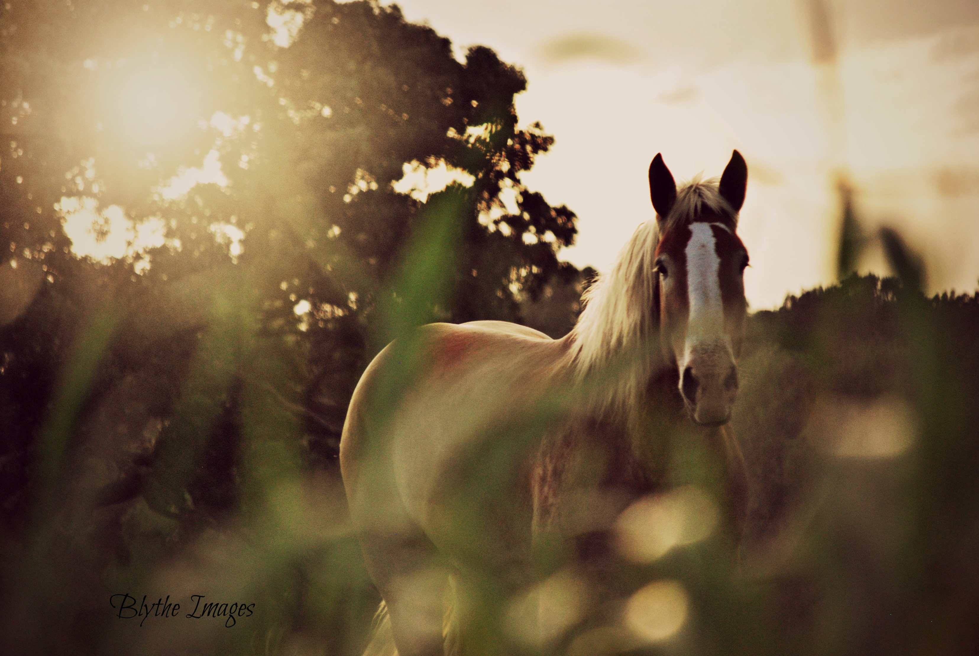 Wallpaper, sunlight, grass, sky, morning, wildlife, backlighting, light, country, tree, livestock, computer wallpaper, snout, mane, horse like mammal, mustang horse, ruraloklahoma, okmulgeecounty, graphy 3311x2217 - Wallpaper