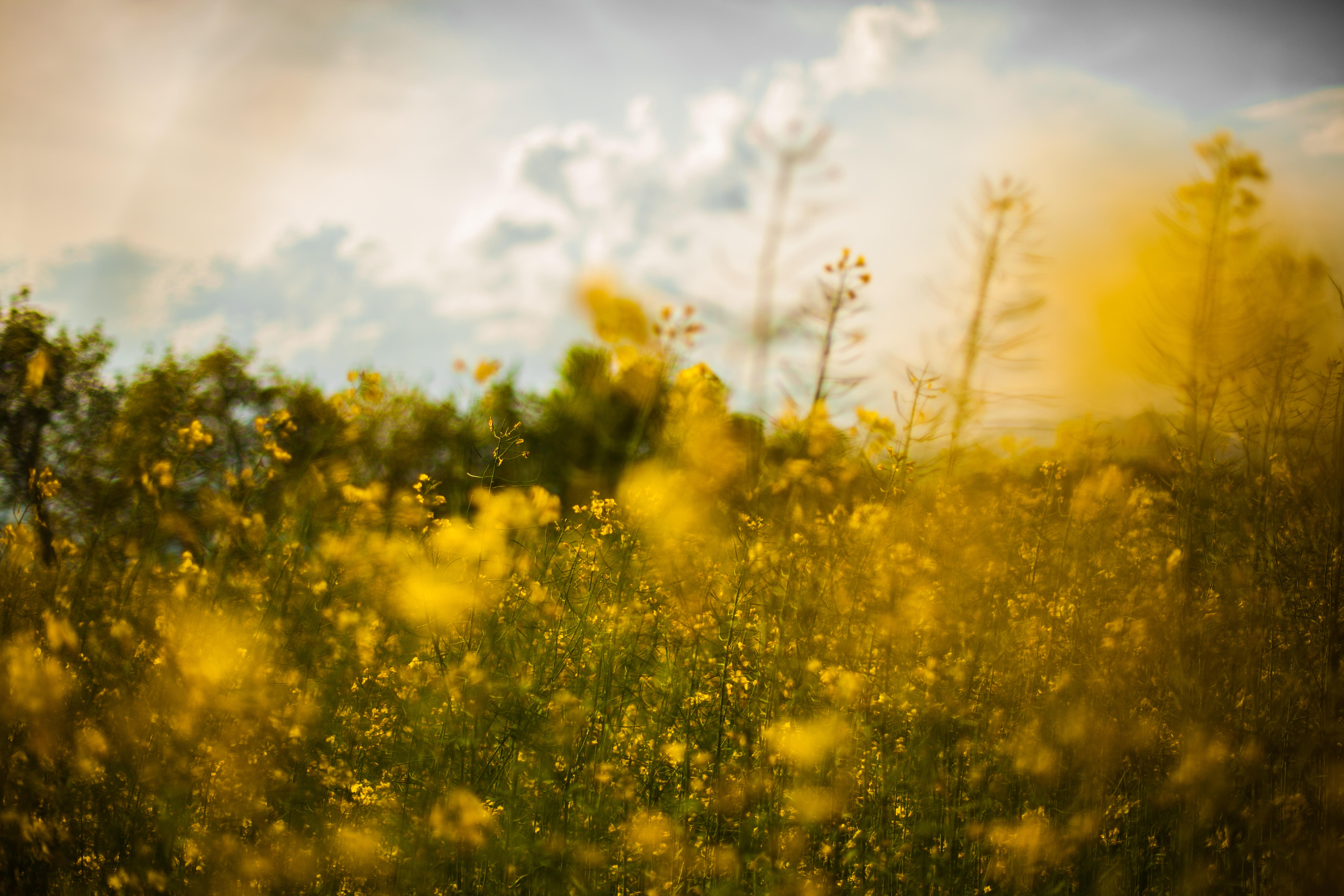 Free Image, tree, nature, horizon, cloud, plant, sky, sun, sunrise, sunset, mist, field, meadow, prairie, sunlight, morning, leaf, flower, dawn, country, floral, spring, autumn, yellow, agriculture, flora, rapeseed, flowers, brassica, macro