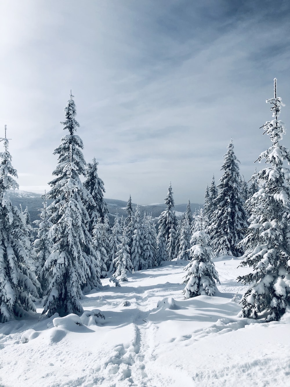 Winter Trees Picture. Download Free Image