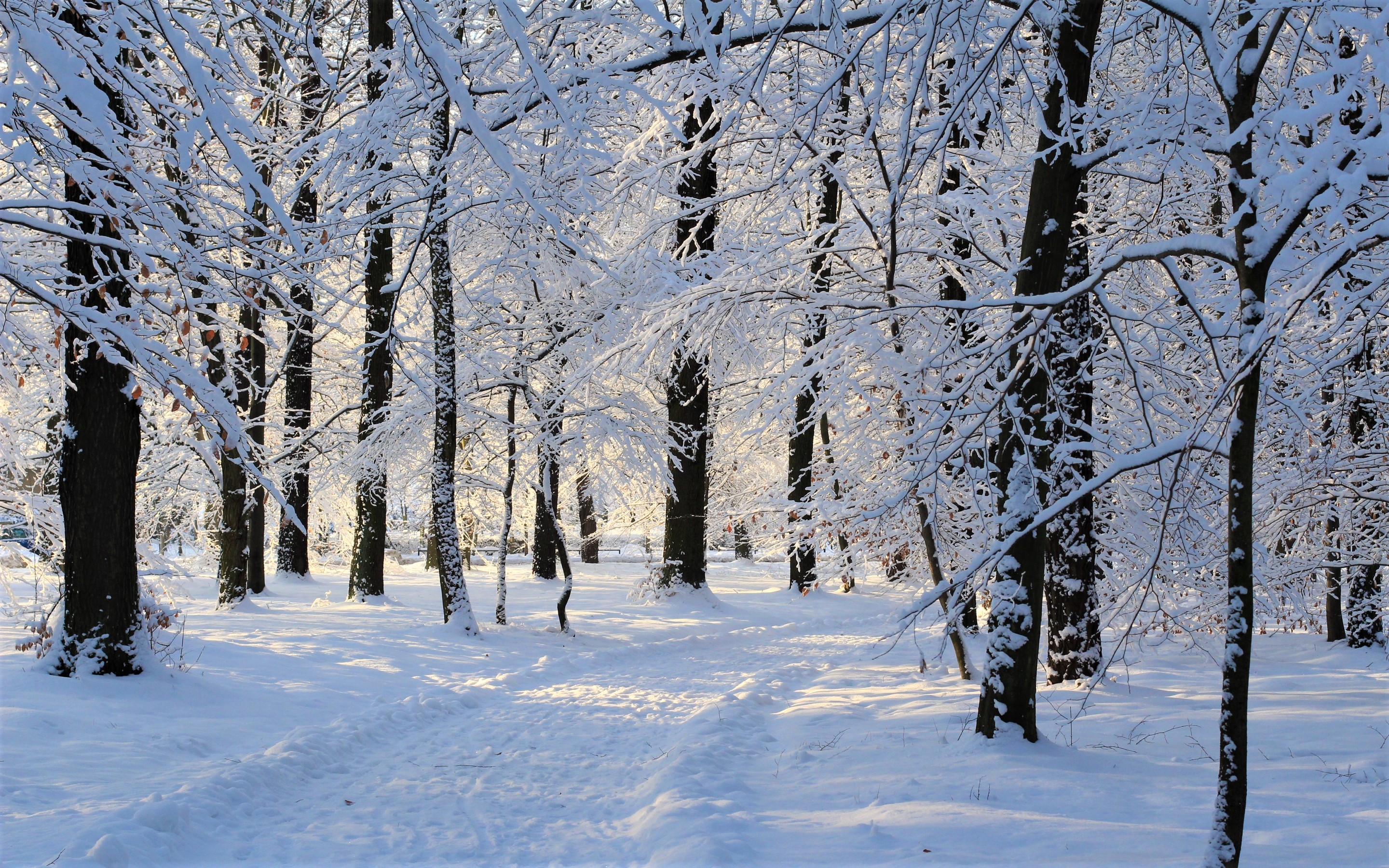 Snowy Winter Trees