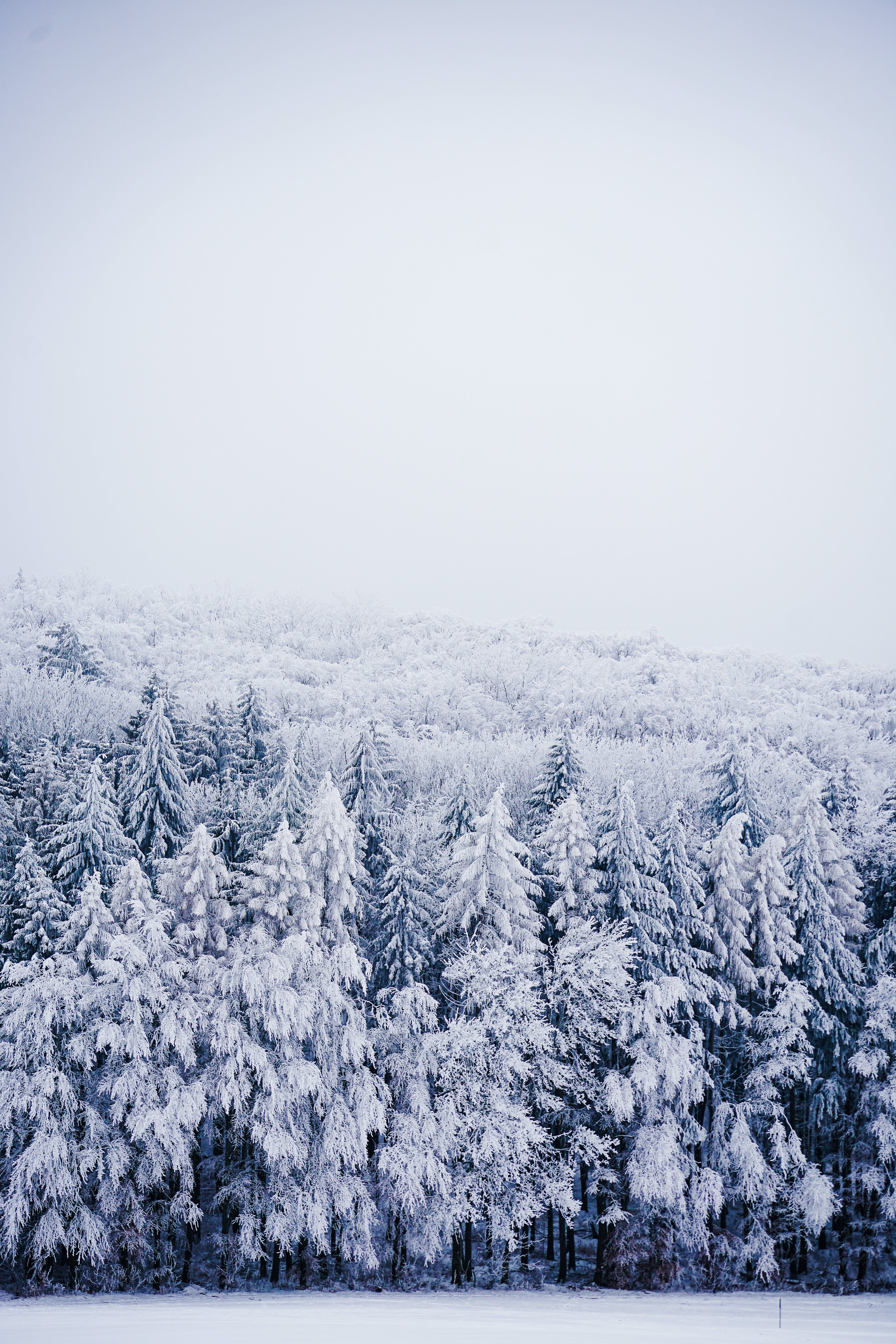 Pine Trees in Snow in Winter Forest · Free
