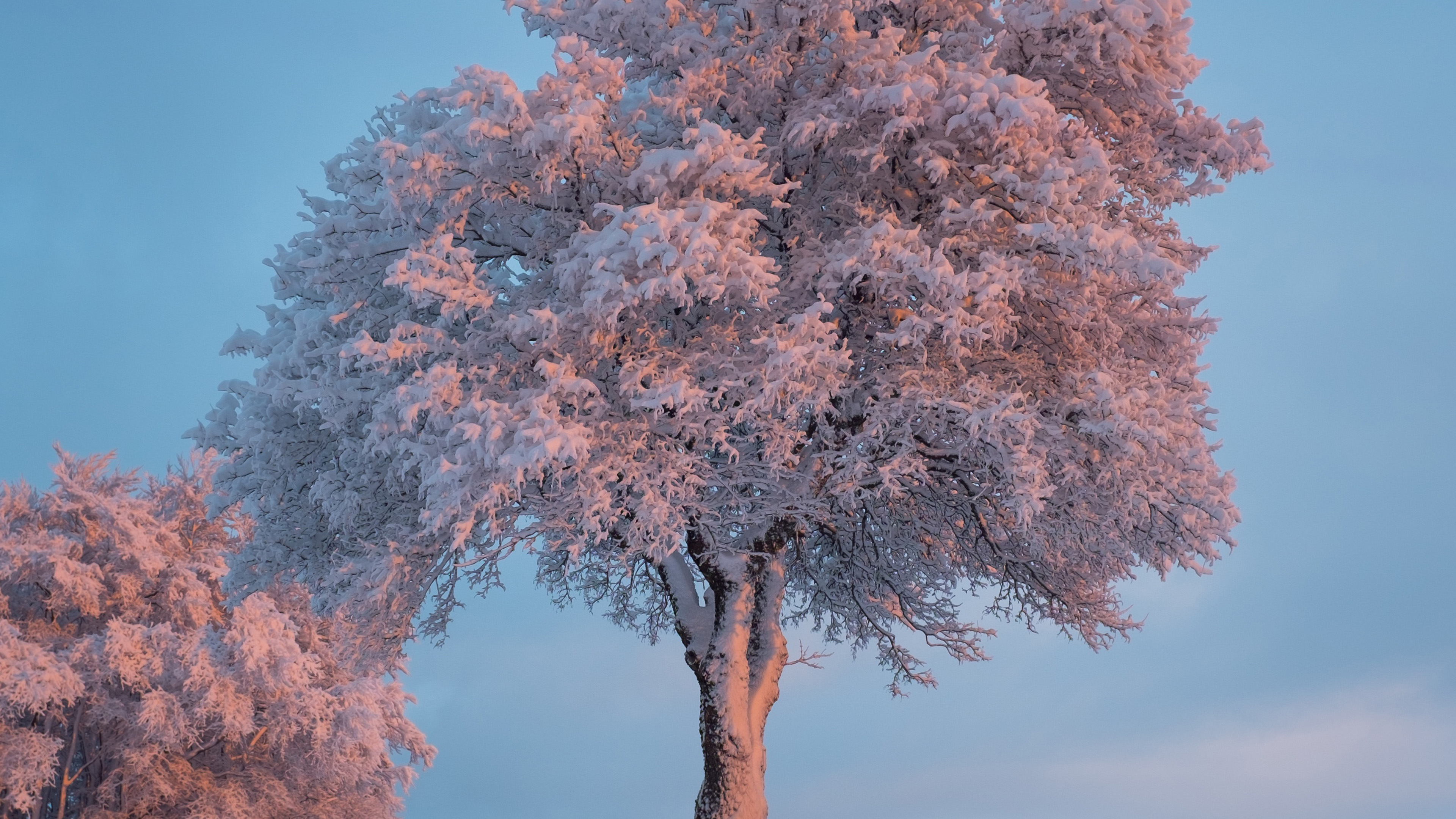 Nature Snow Winter Tree