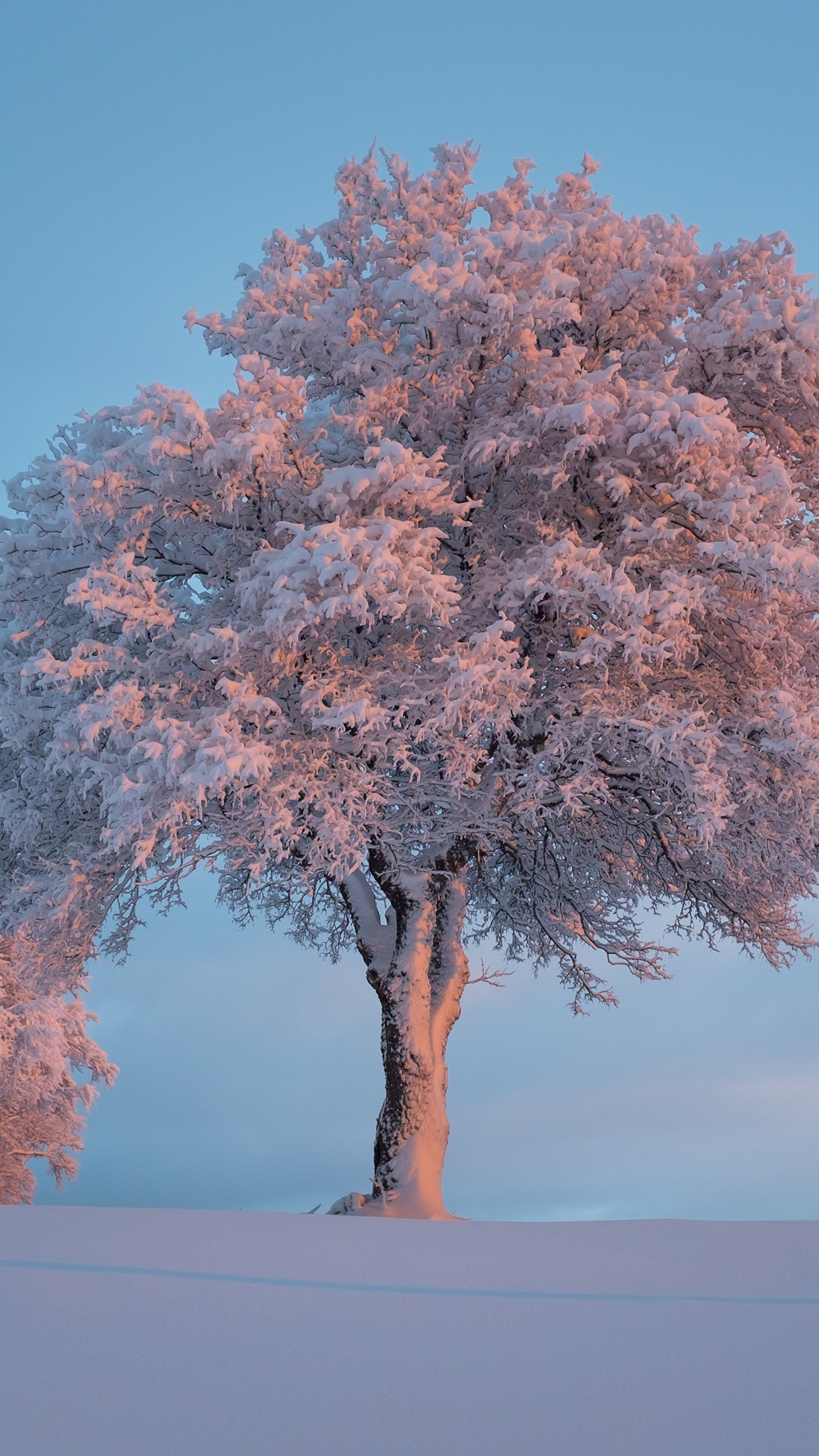 Nature Snow Winter Tree Wallpaper