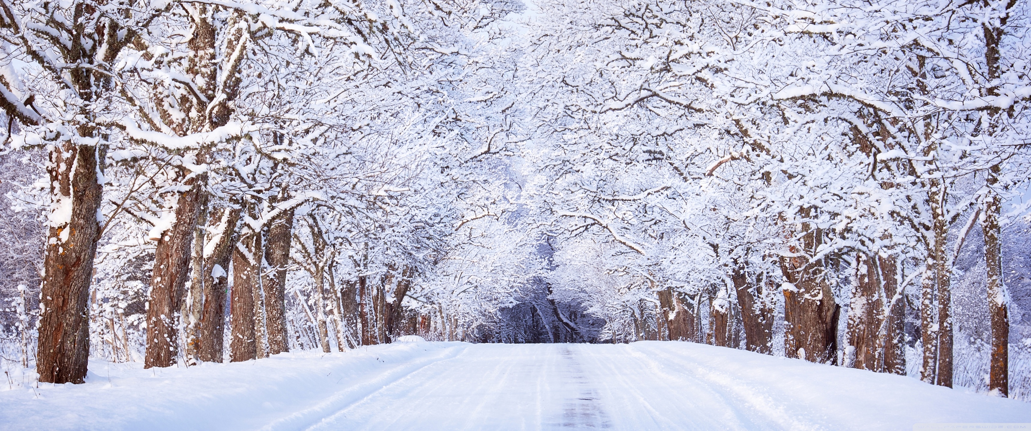 Road, Winter, Trees Ultra HD Desktop Background Wallpaper for: Widescreen & UltraWide Desktop & Laptop, Multi Display, Dual Monitor, Tablet