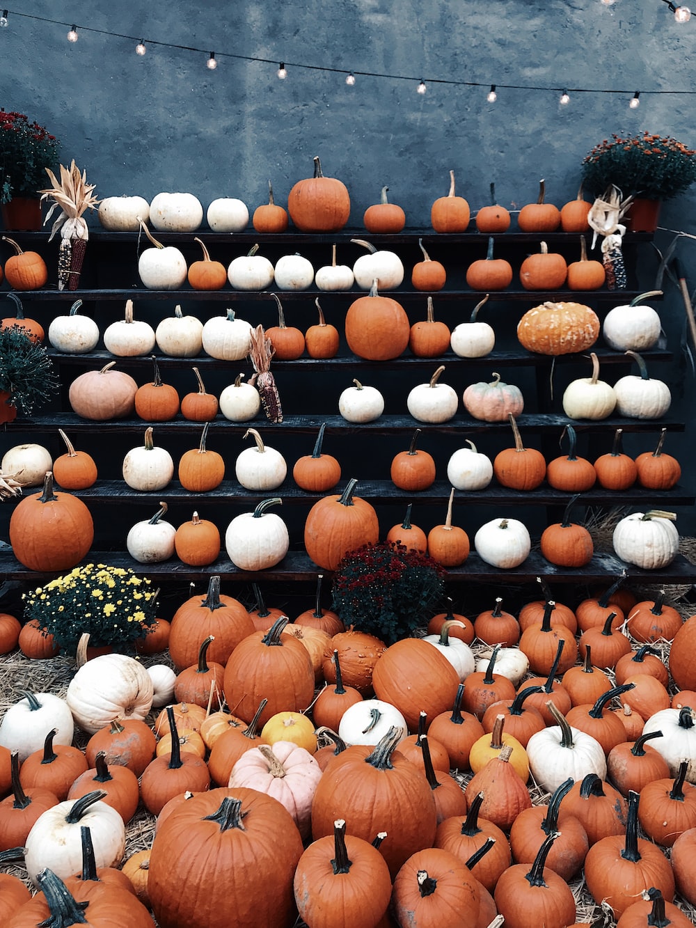 Fall Pumpkin Picture. Download Free Image