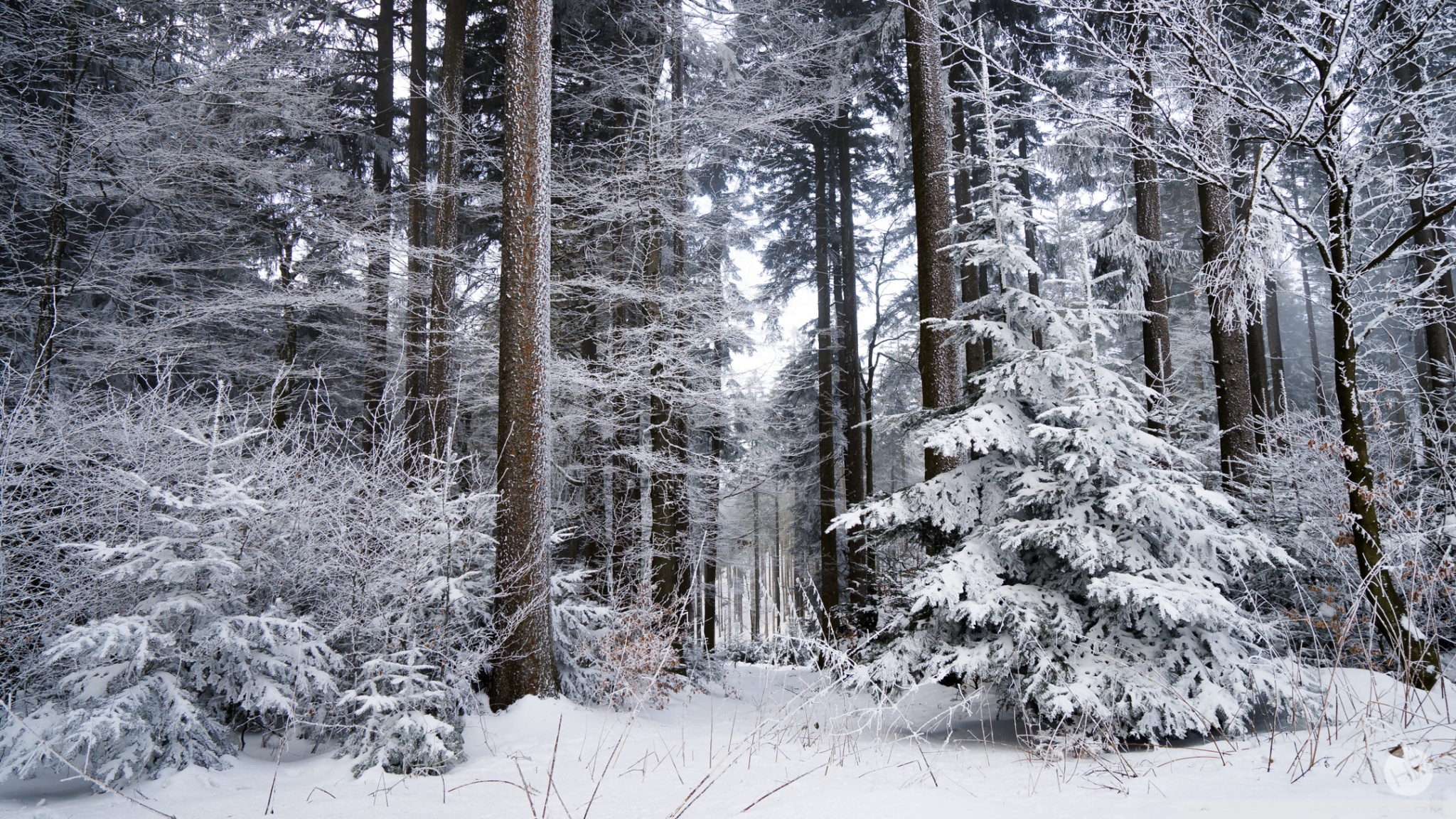 Winter, Trees, Forest, Snow Ultra HD Desktop Background Wallpaper for 4K UHD TV, Widescreen & UltraWide Desktop & Laptop, Tablet