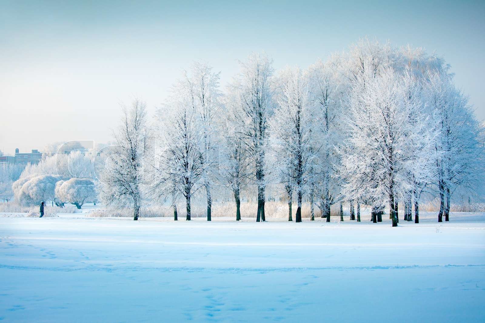 Winter trees