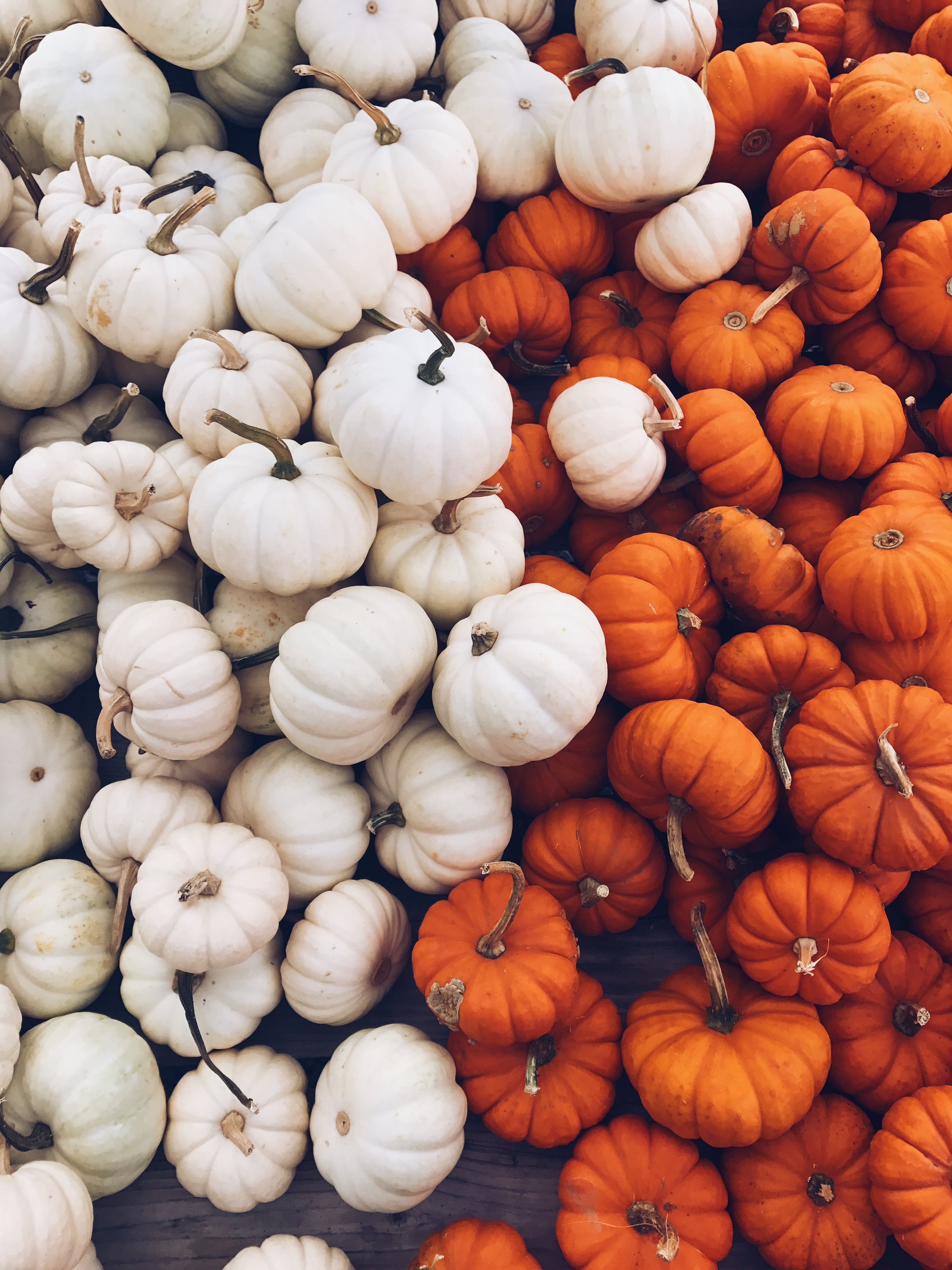 Cute pumpkins. Pumpkin wallpaper, iPhone wallpaper fall, Fall wallpaper