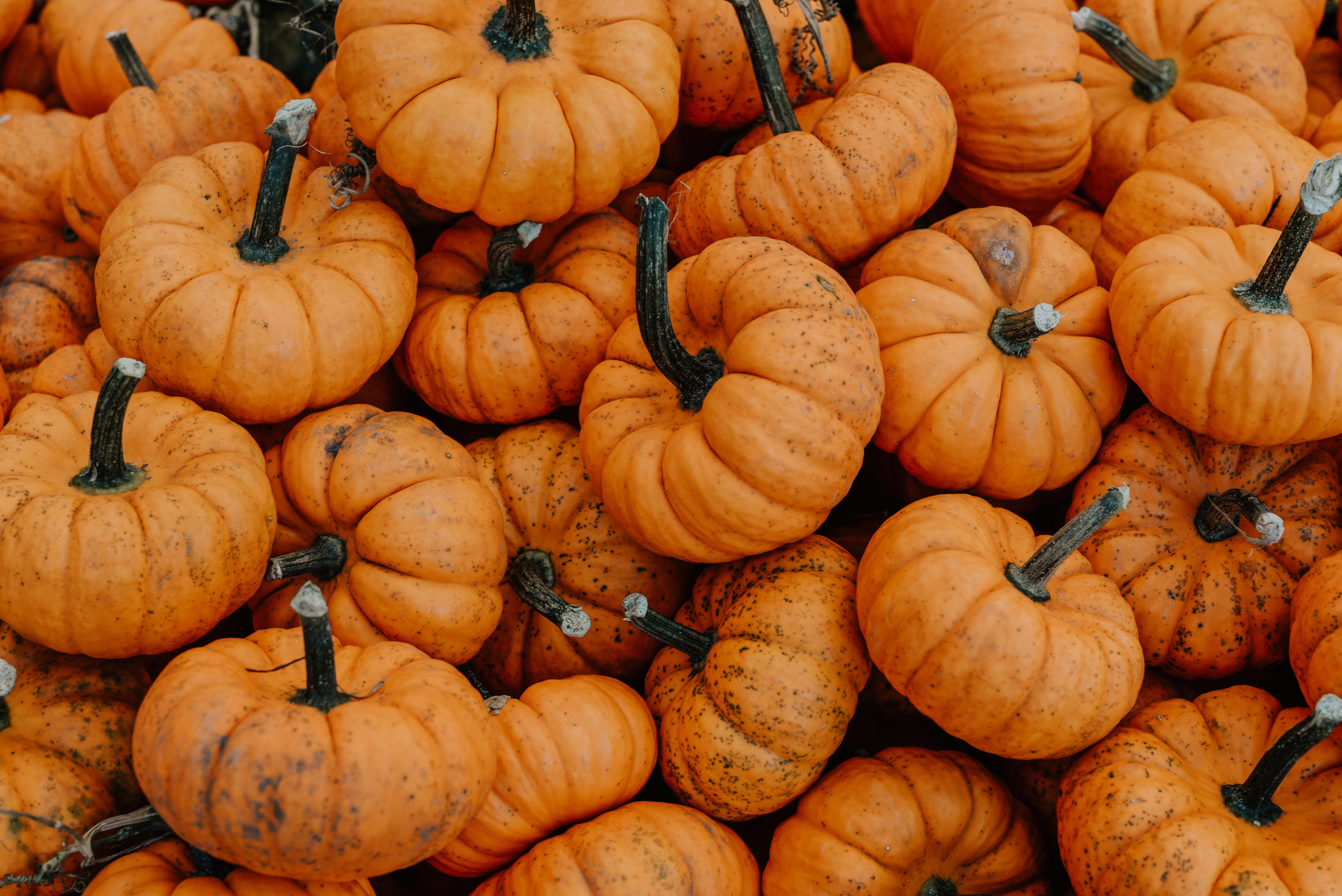 Free Close Up Small Pumpkin Pile Photo