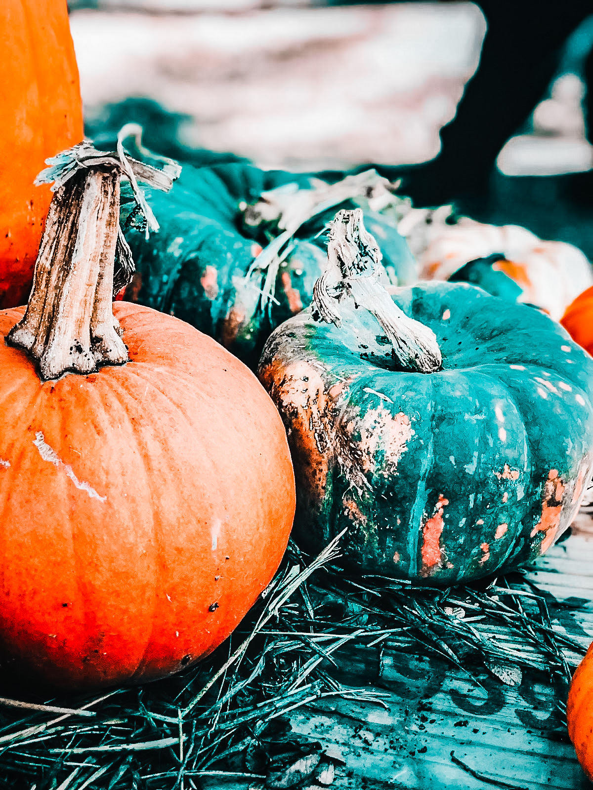Autumn Bucketlist 2022 / carve pumpkins, college football, pumpkin coffee, decorate the porch, pumpkin for chickens} AROUND TEXAS