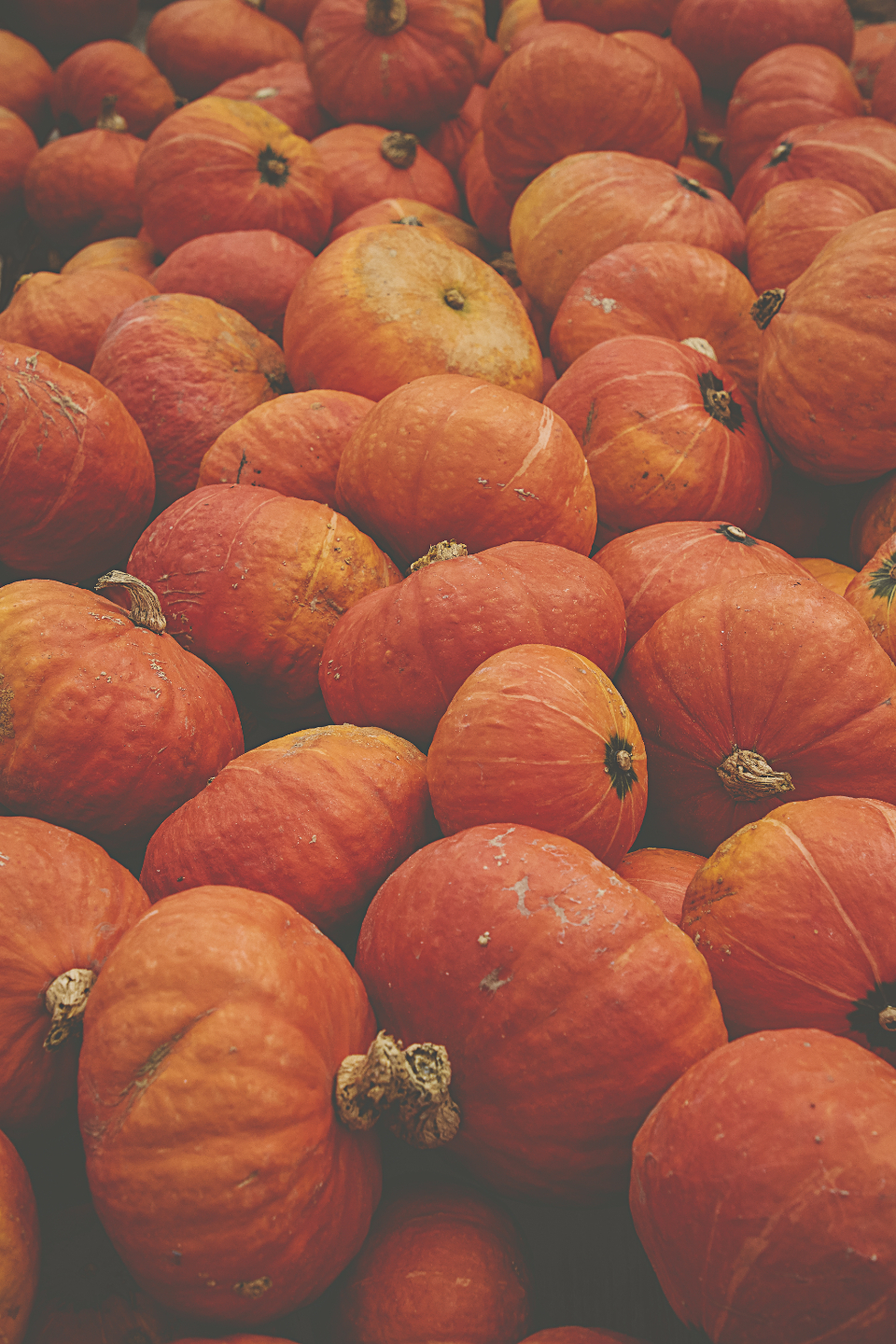 Fall Pumpkins Free Stock CC0 Photo