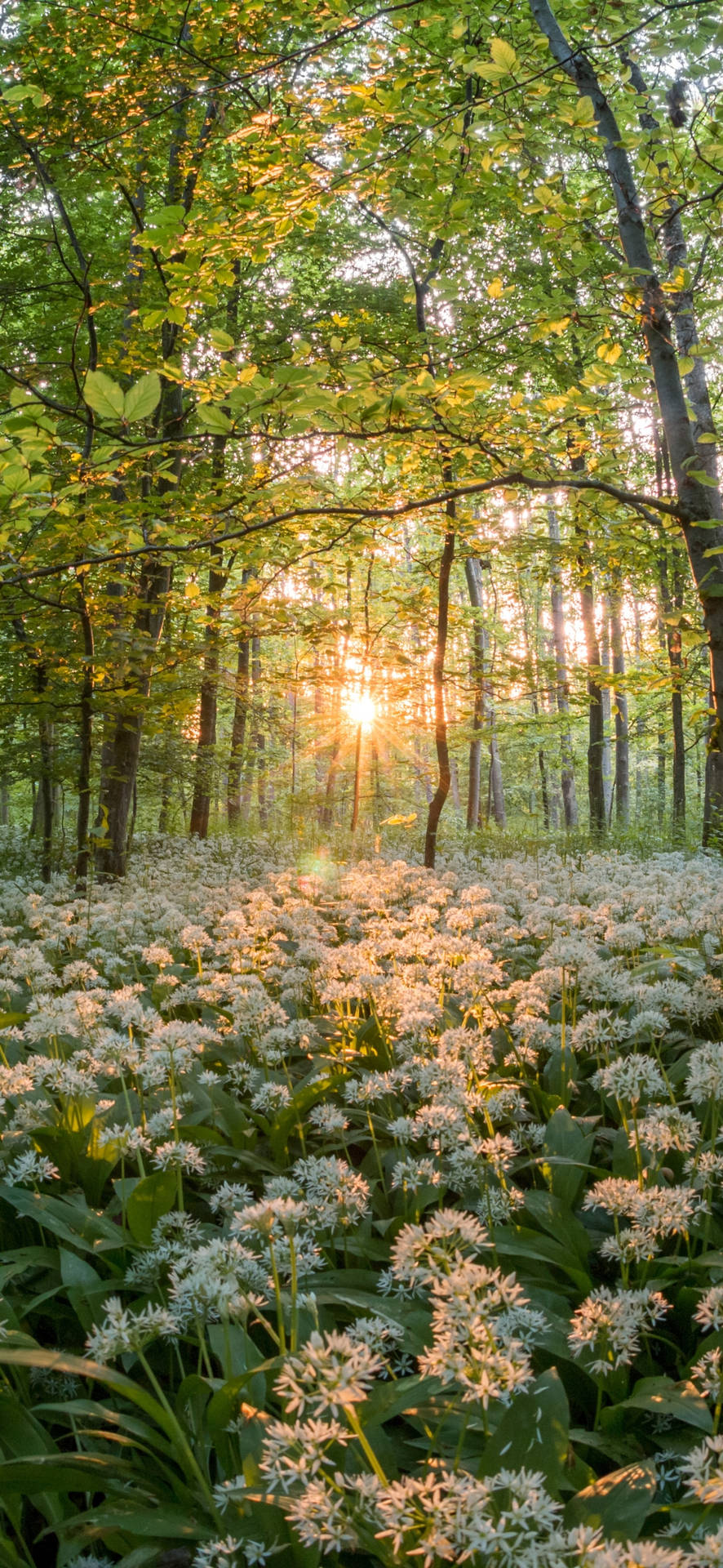 Download Nature White Flowers iPhone 13