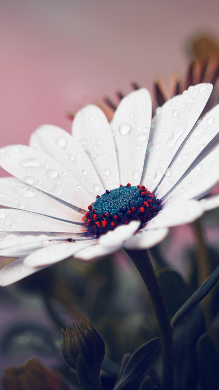 White Flower Red Nature Spring Rain
