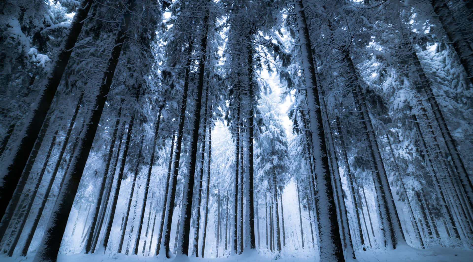 Winter Forest Wallpaper