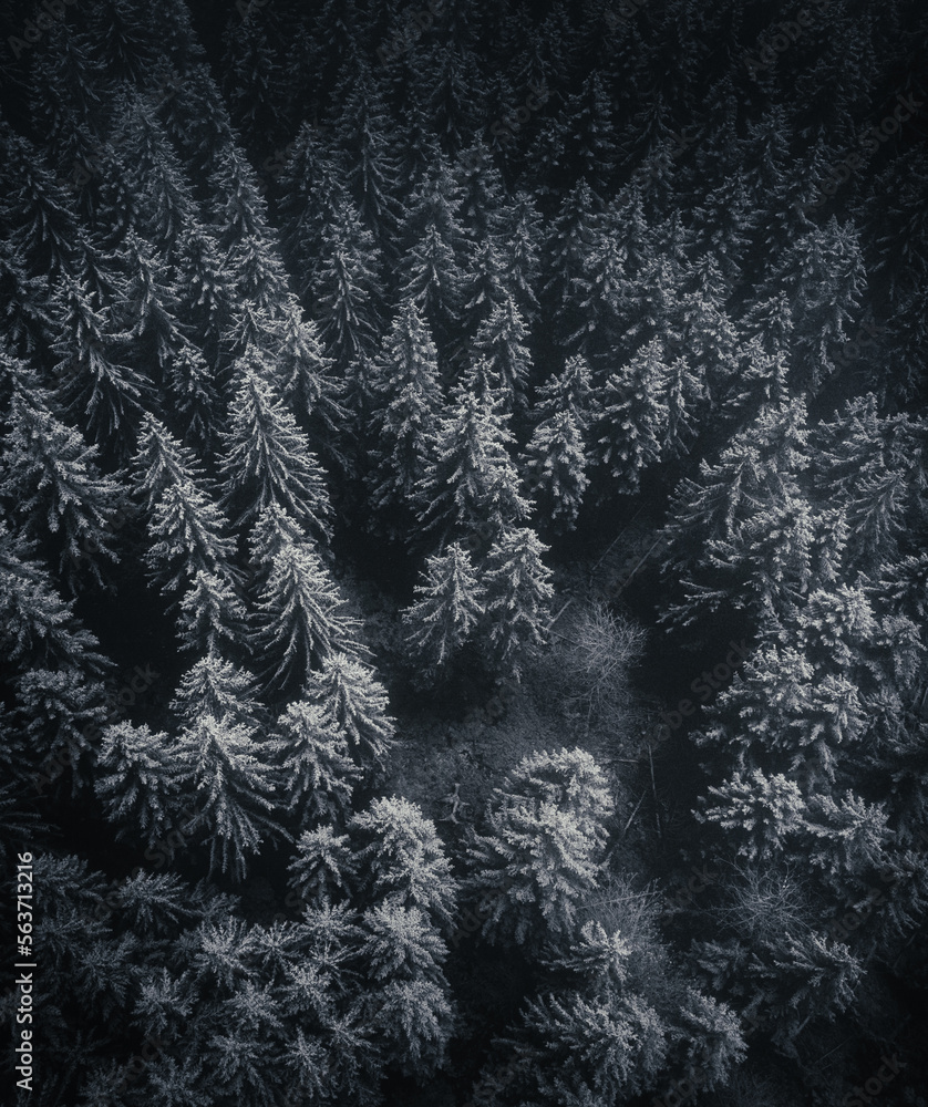 Aerial vertical image of beautiful and peaceful dark forest in winter. Snow covered pine trees in mountain forest with moody atmosphere