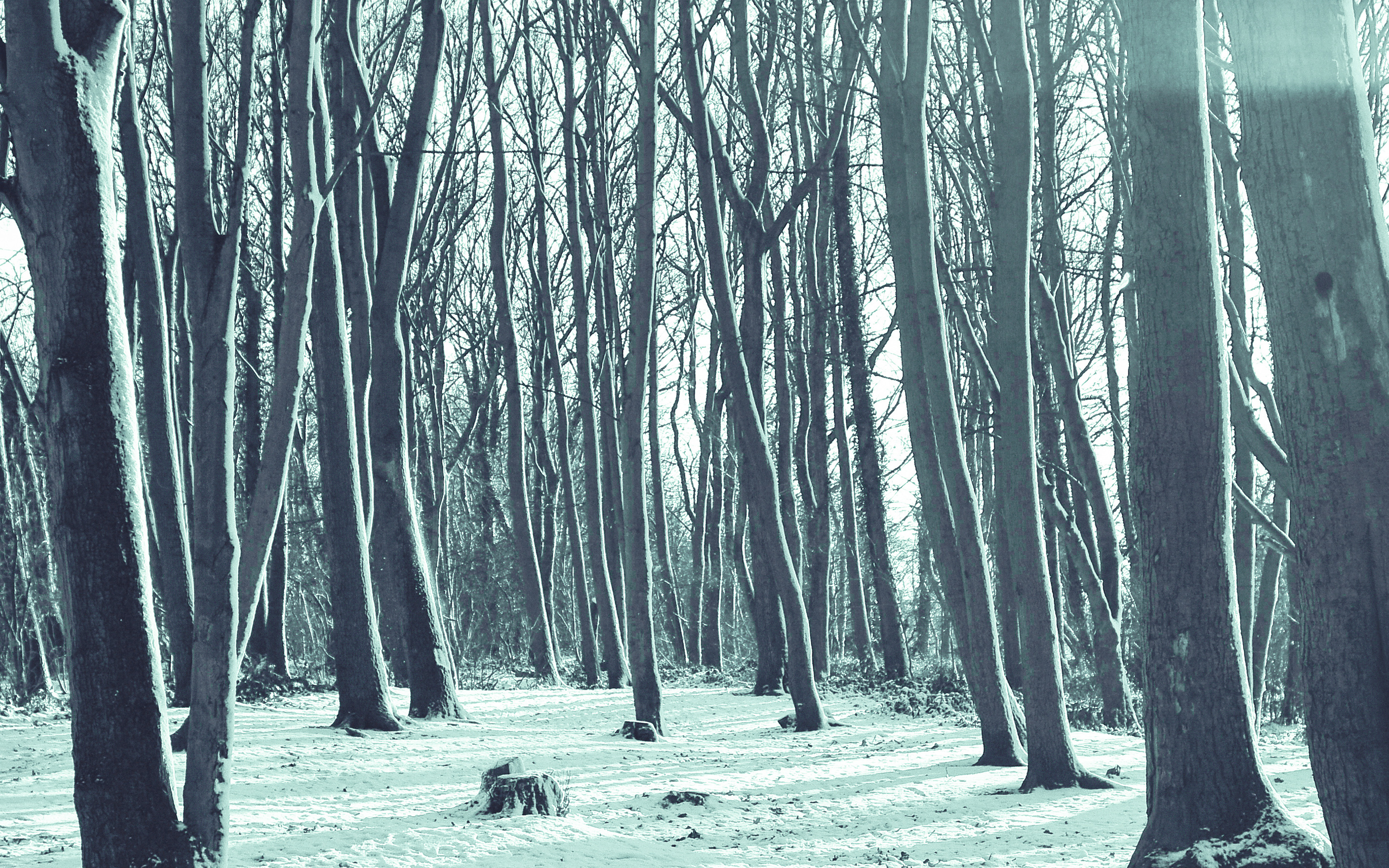 Cold Winter Forest Snow Nature