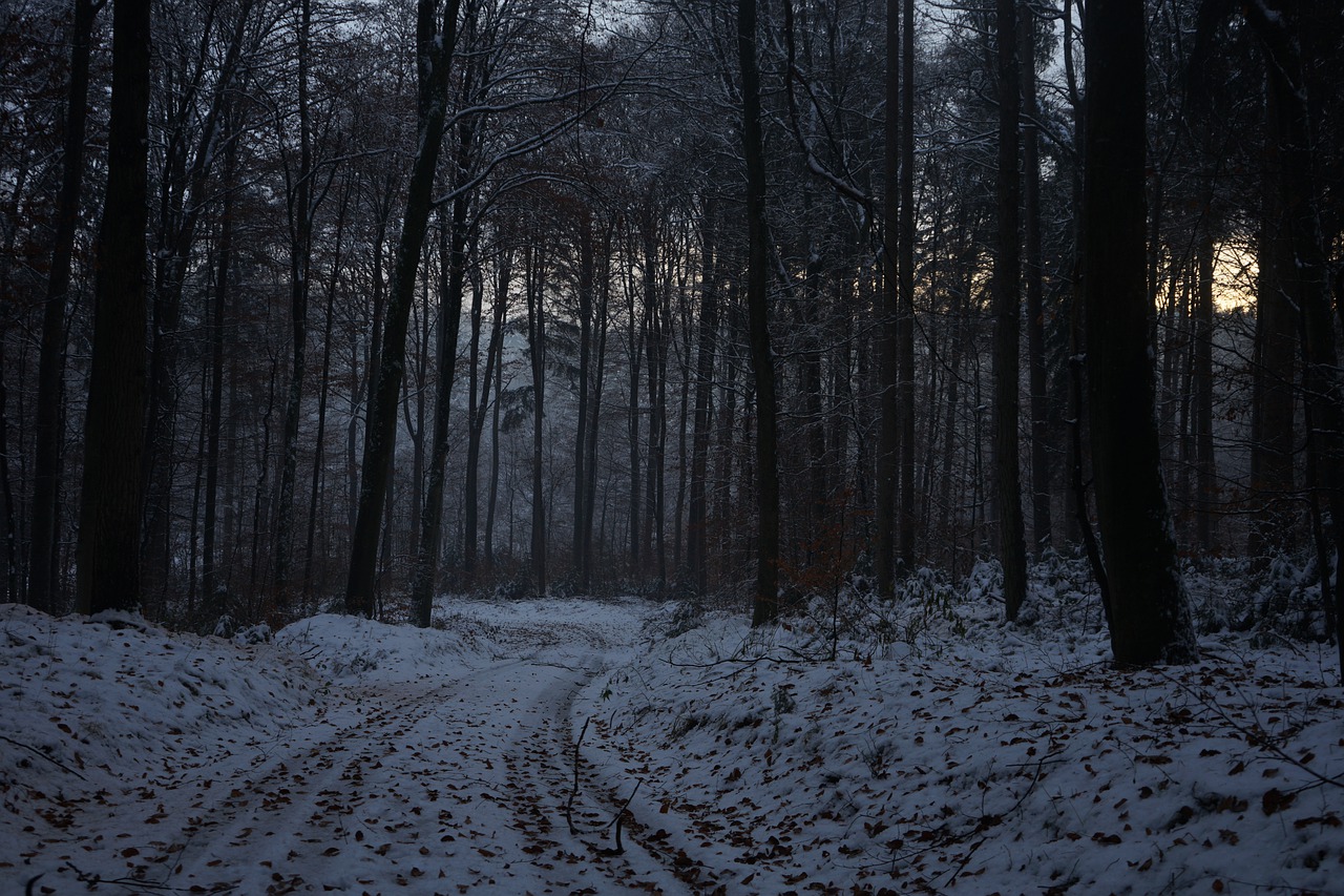 Winter Forest Nature