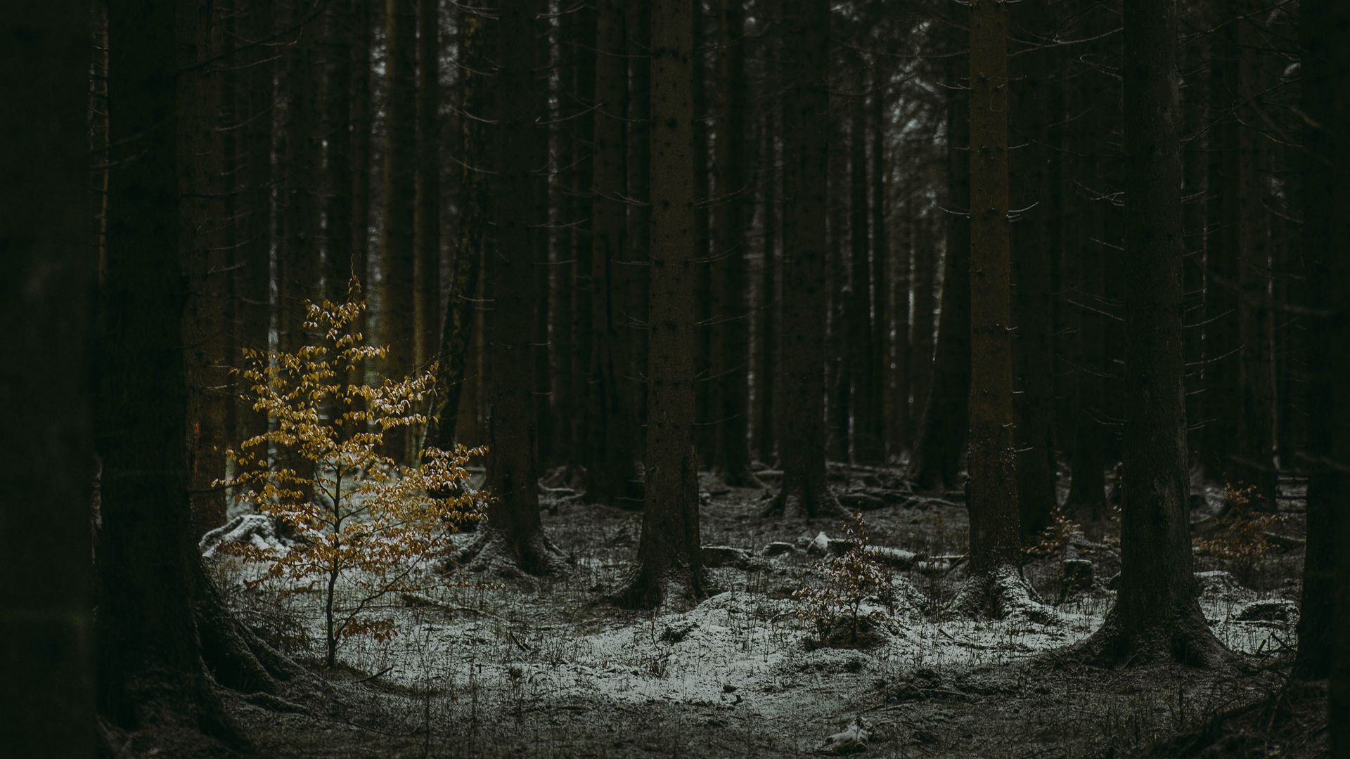 Download wallpaper 1920x1080 forest, dark, conifer, trees, winter full hd, hdtv, fhd, 1080p HD background