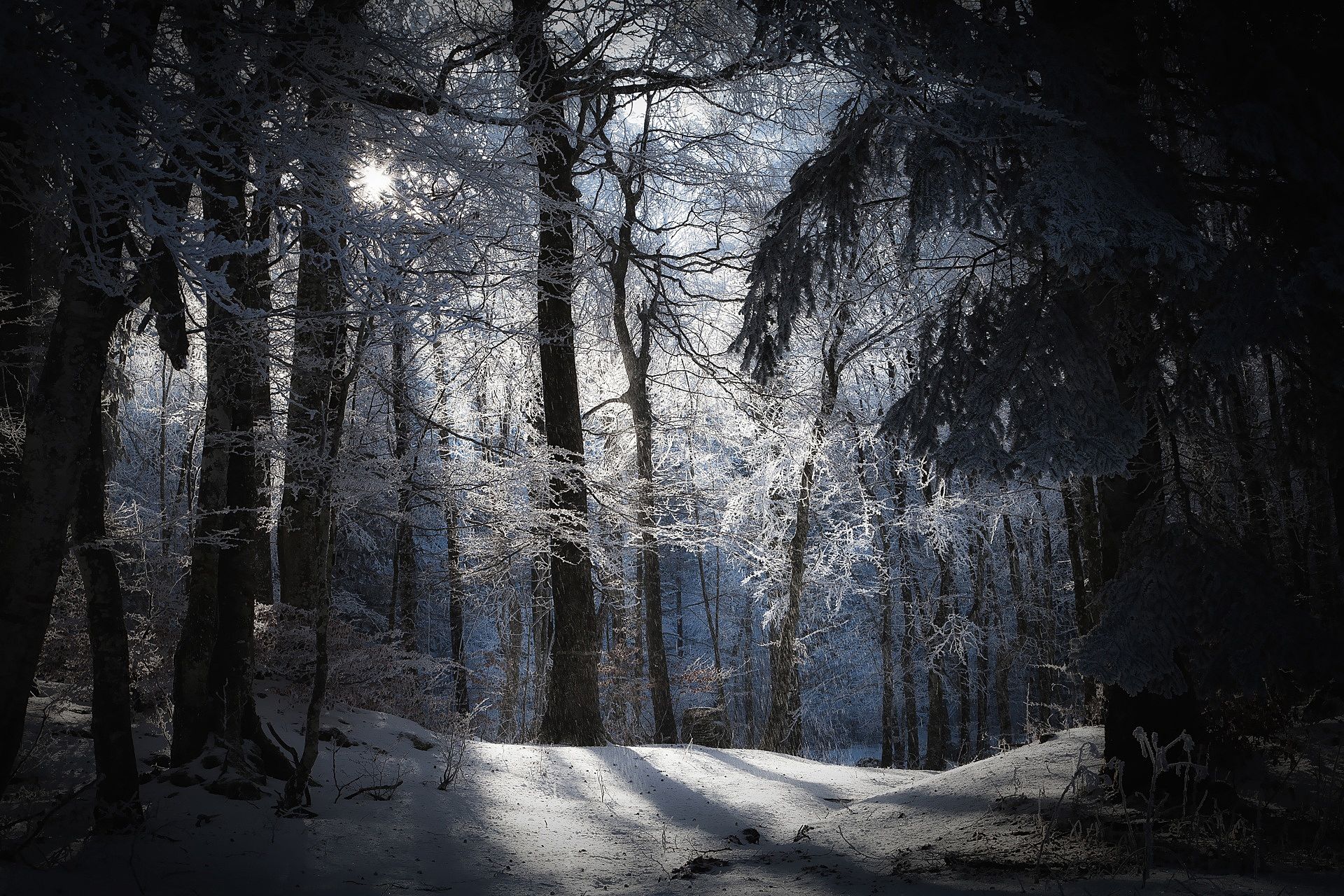 Winter in the dark forest. Download wallpaper of amazing landscapes for a smartphone. Winter, forest, trees