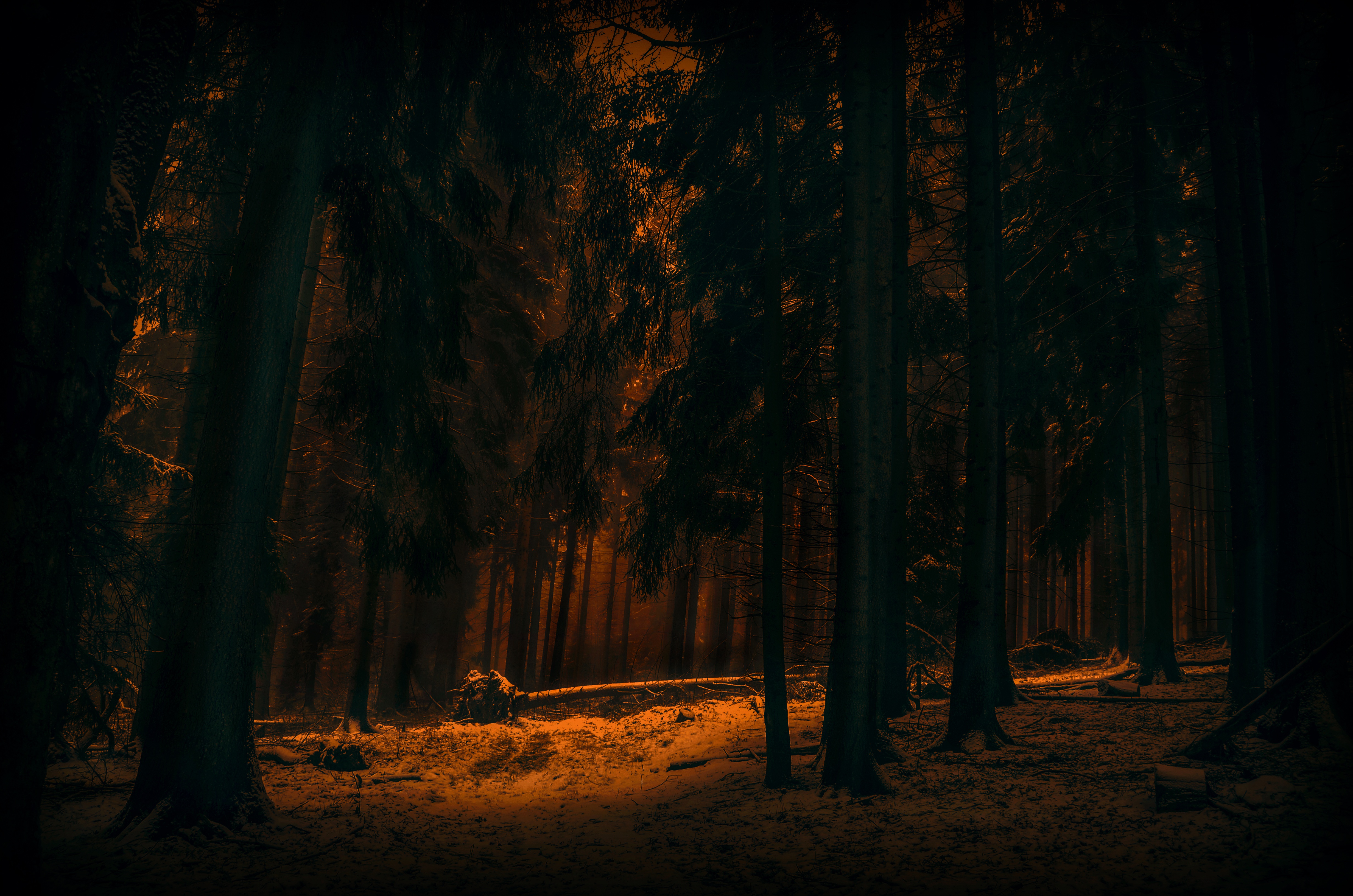 HD desktop wallpaper: Winter, Nature, Dark, Forest, Tree, Earth download free picture