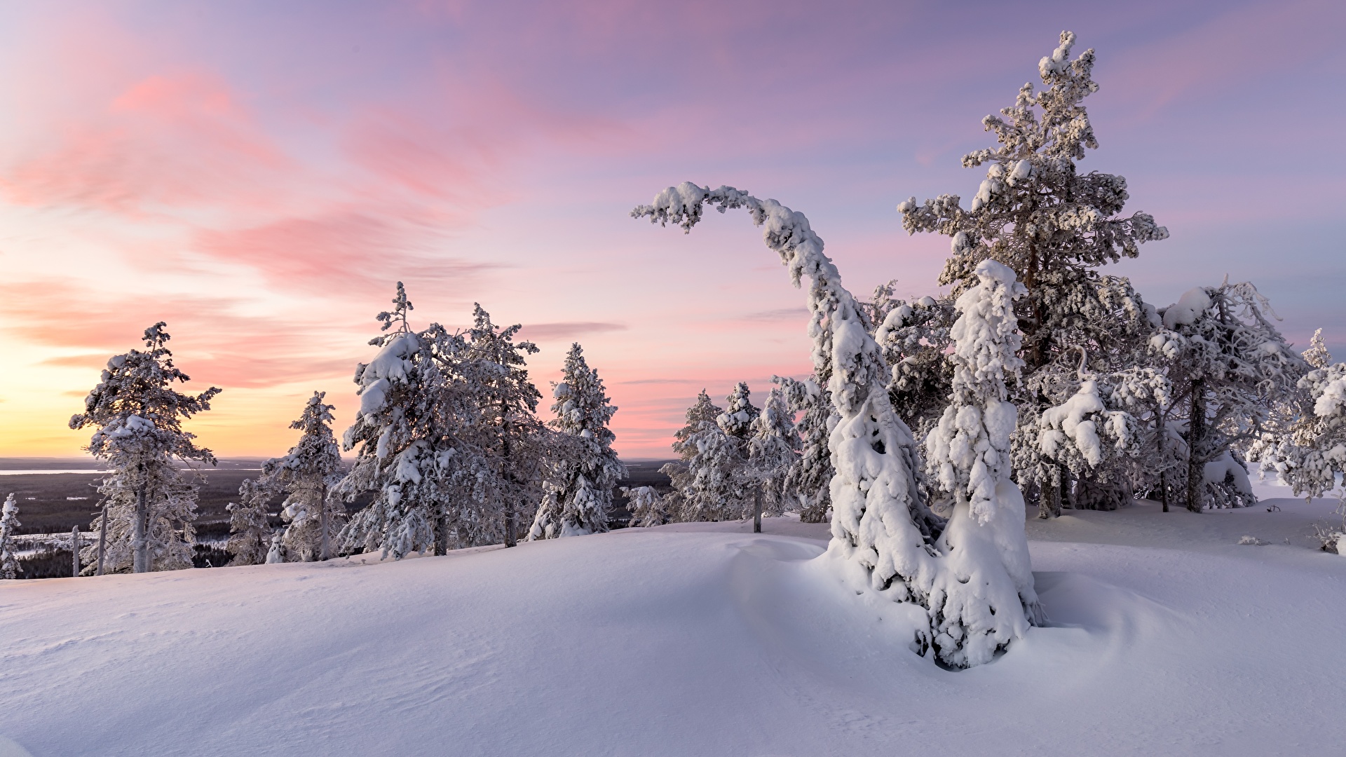 Photos Winter Spruce Nature Snow sunrise and sunset 1920x1080