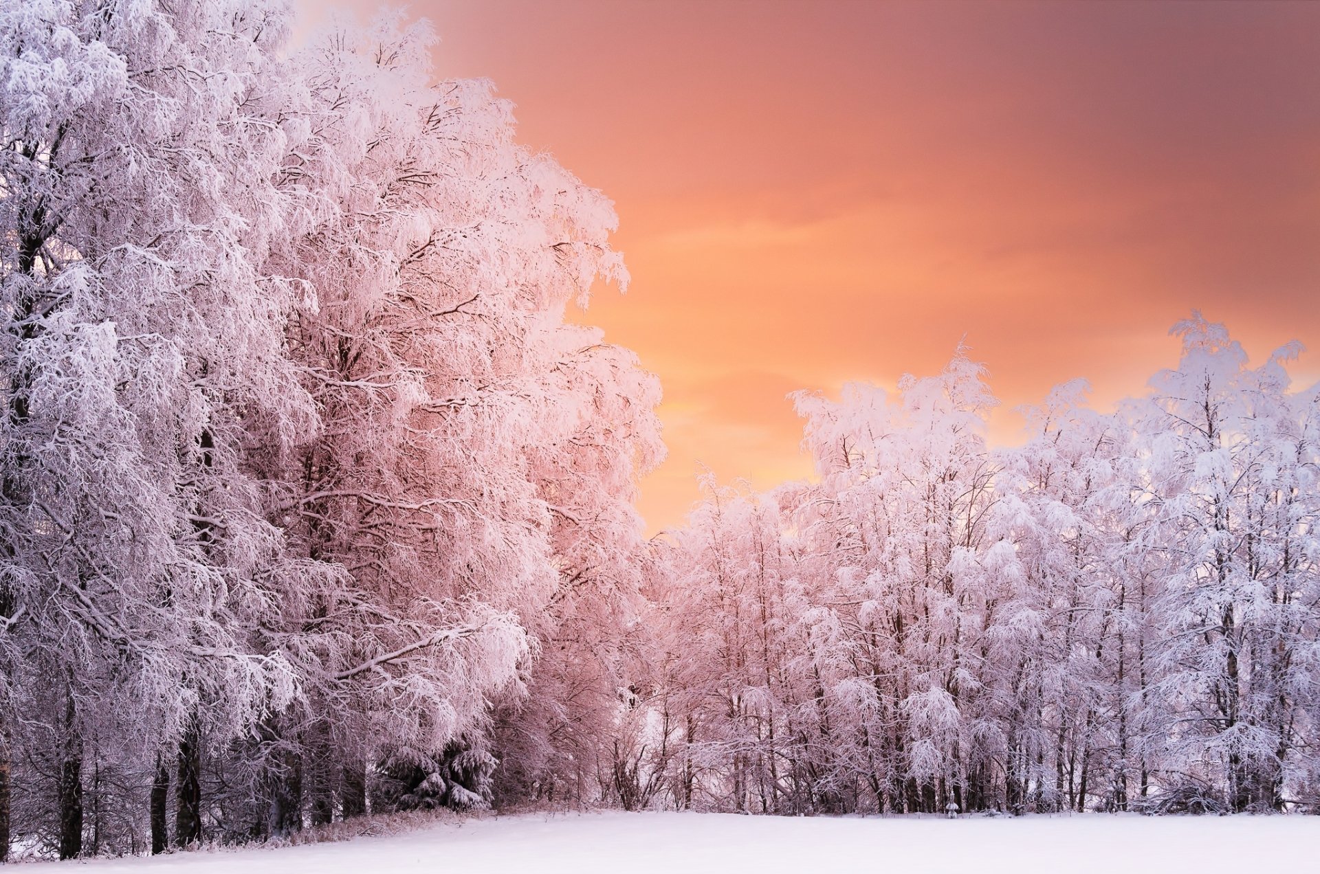 Nature Winter HD Wallpaper
