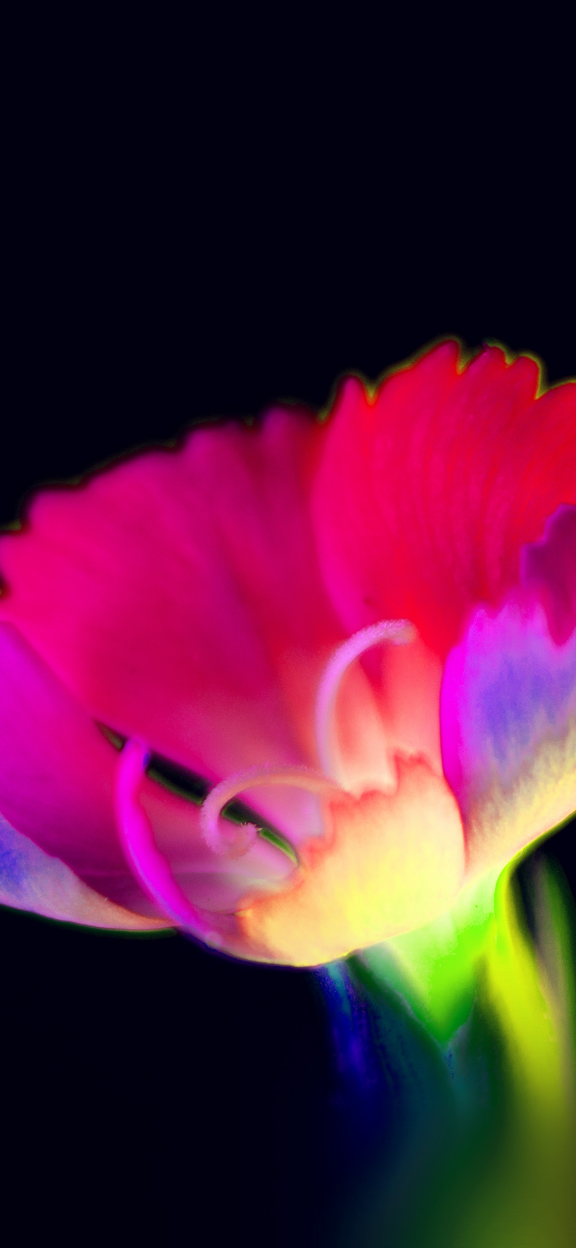 iPhone X wallpaper. flower dark neon color art red