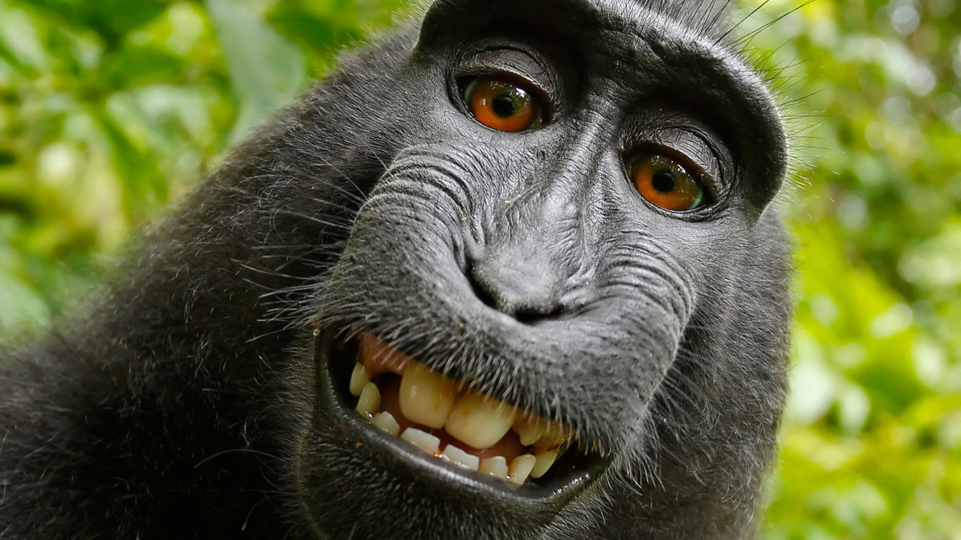 The monkey selfie copyright case has come to an end