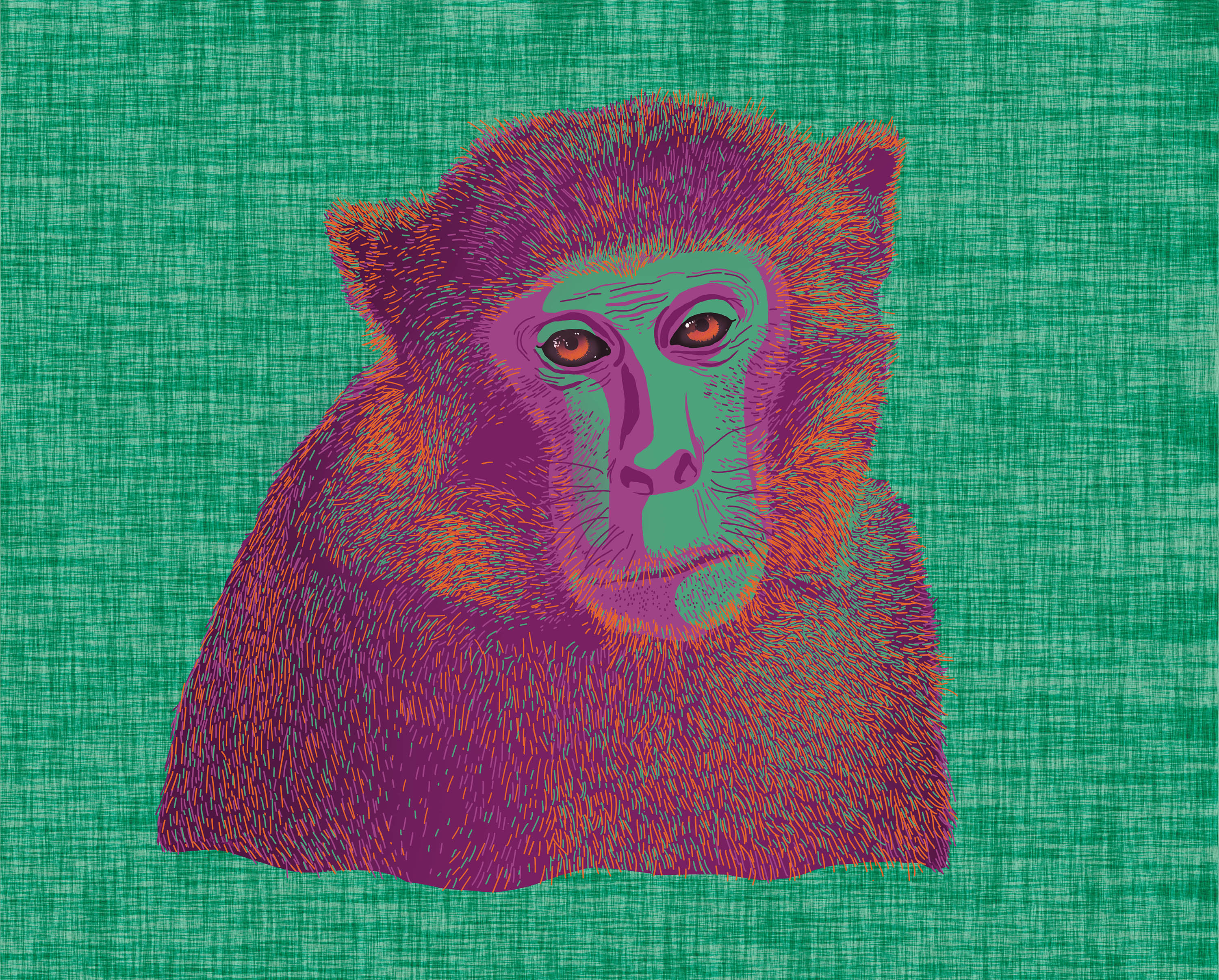 Florida's monkey kingdom: Where's the Mystery Monkey of Tampa Bay?