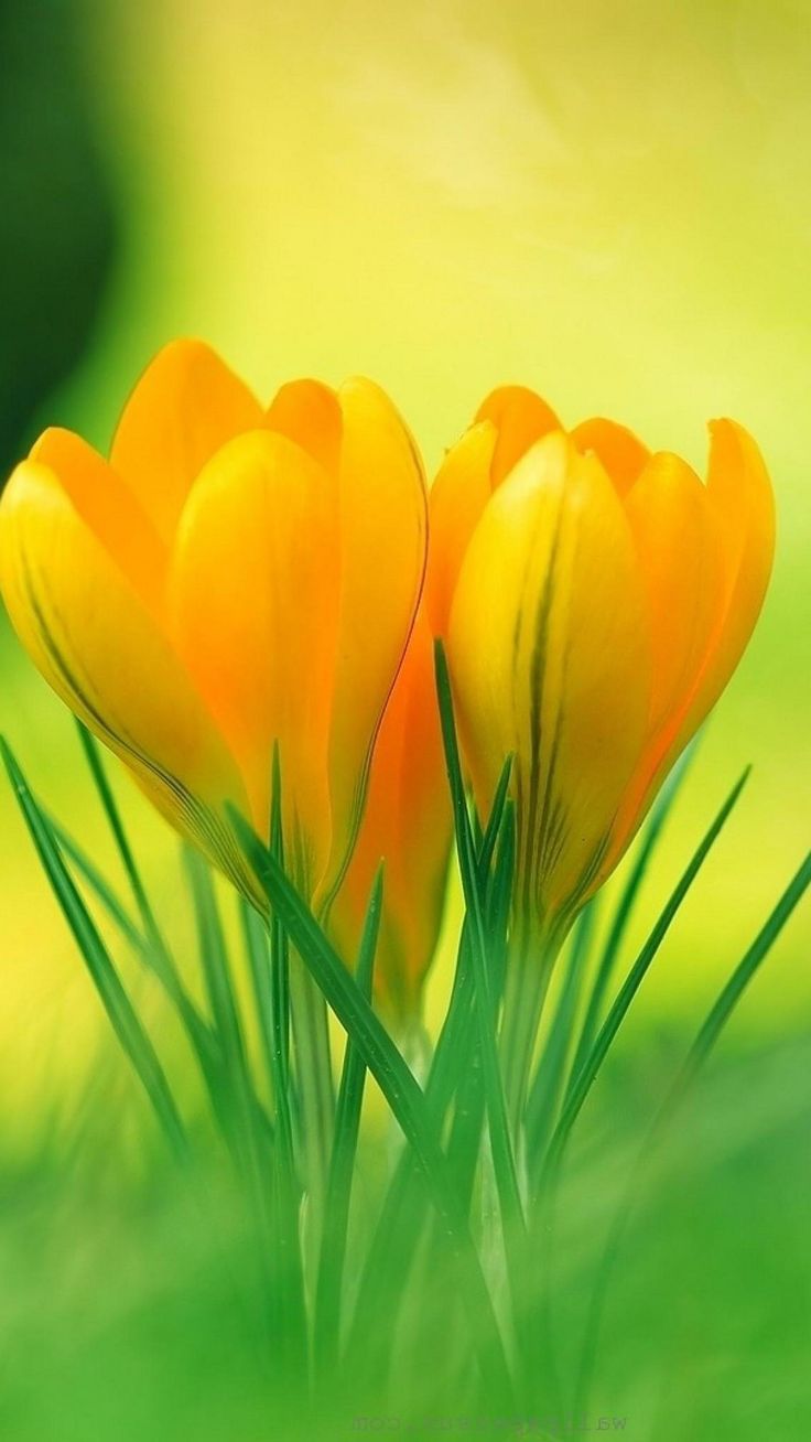3D Flower Mobile Wallpaper HD. Best HD Wallpaper. Yellow flower wallpaper, Yellow flowers, Crocus flower