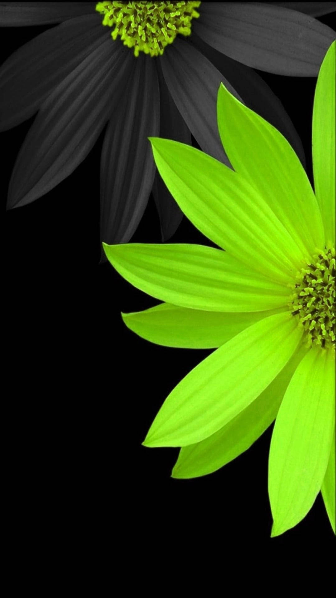 Flower Mobile Wallpaper