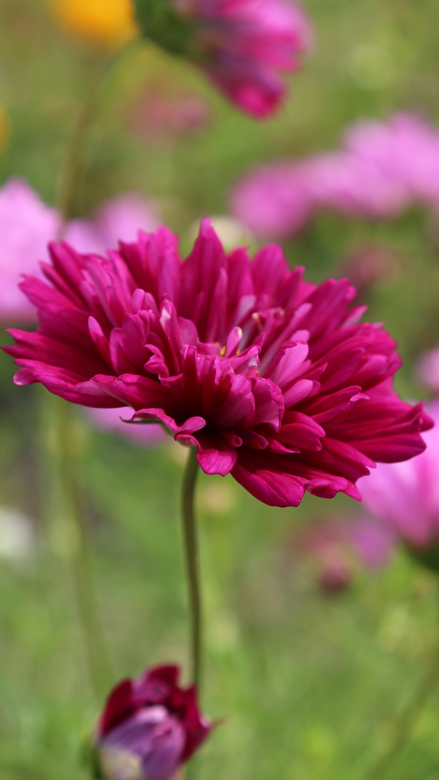 Pink Flower Wallpaper, Android & Desktop Background