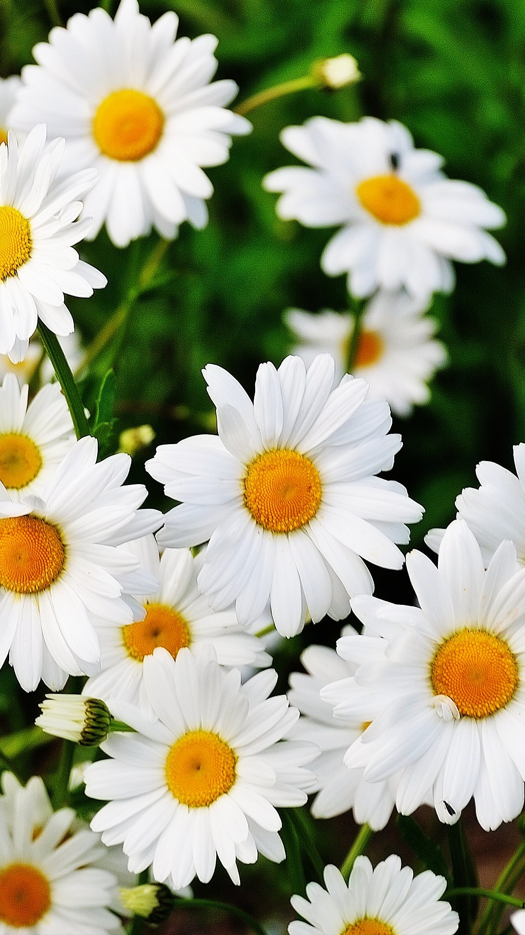 Daisy Flowers Samsung Z Fold 3 Wallpaper