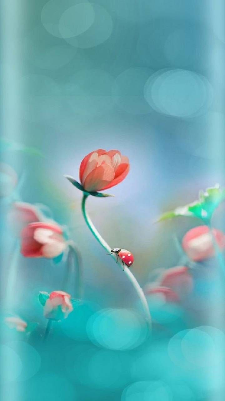 Flowers Wallpaper by rosemaria4111. Flower phone wallpaper, Flower background, Flowery wallpaper