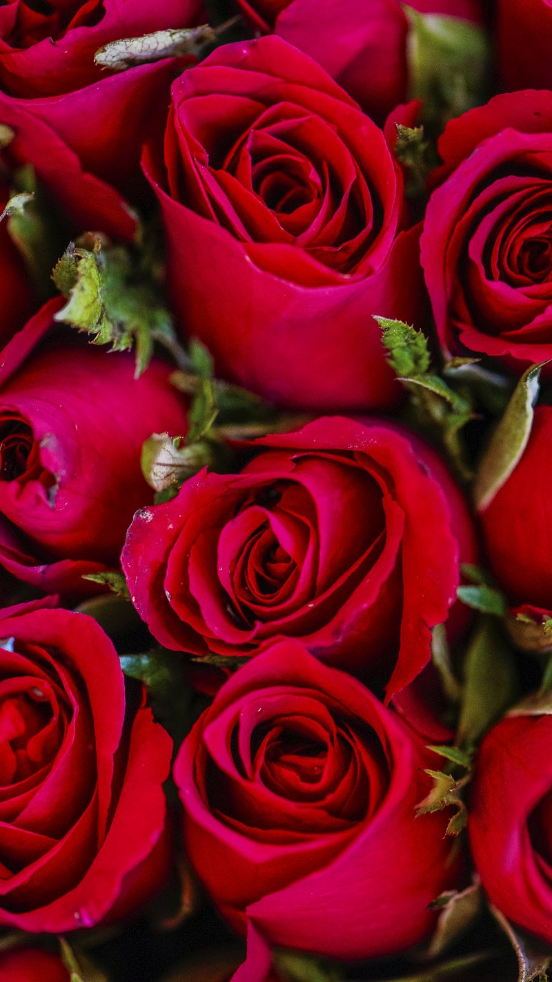 Roses iPhone Wallpaper Wallpaper