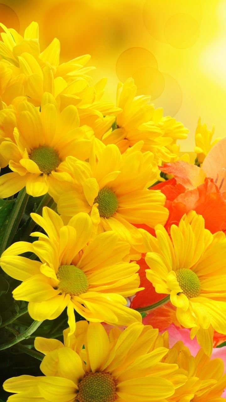 Yellow flower Wallpaper Download