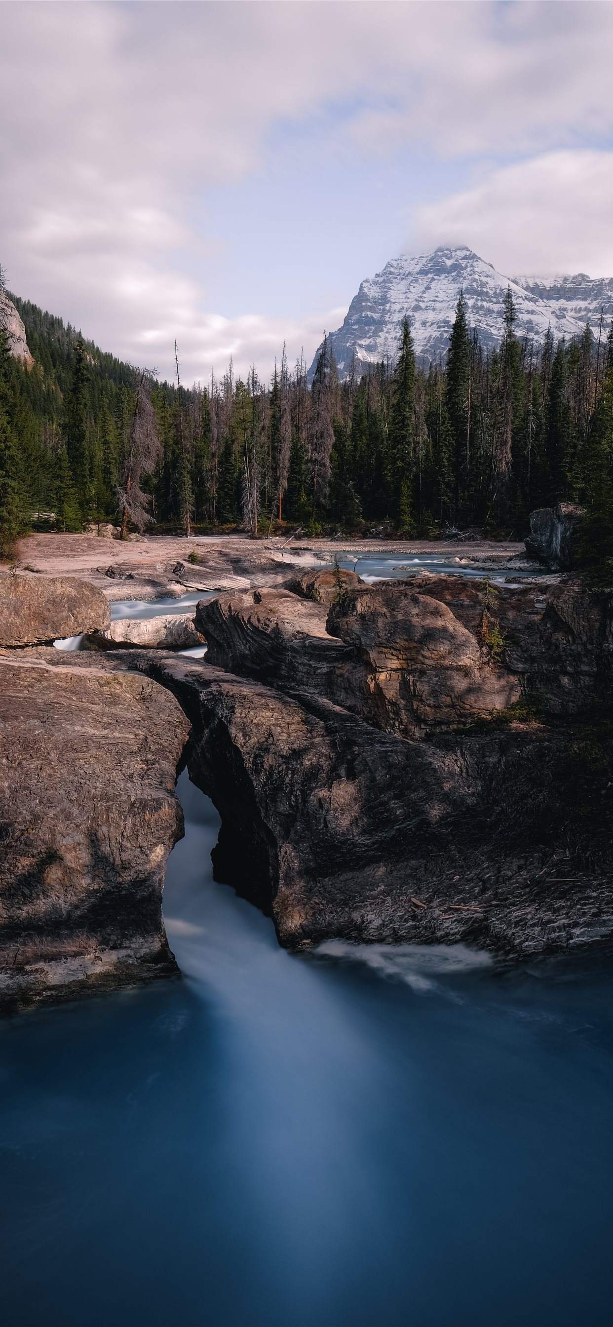 green pine trees near river during daytime iPhone 11 Wallpaper Free Download