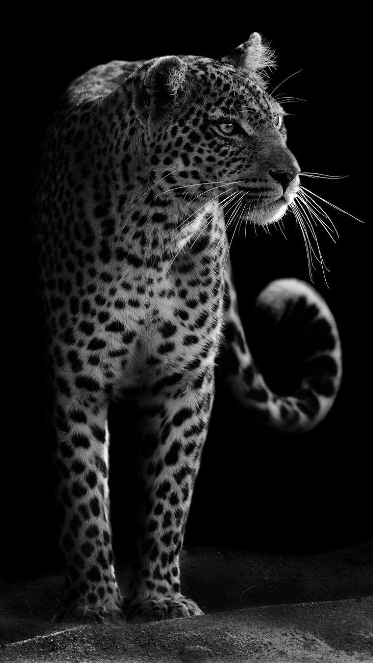 Leopard Phone Wallpaper