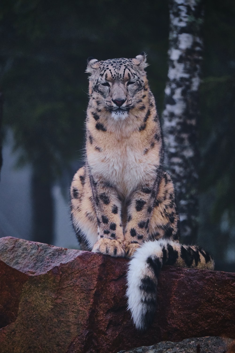 A snow leopard sitting on top of a rock photo