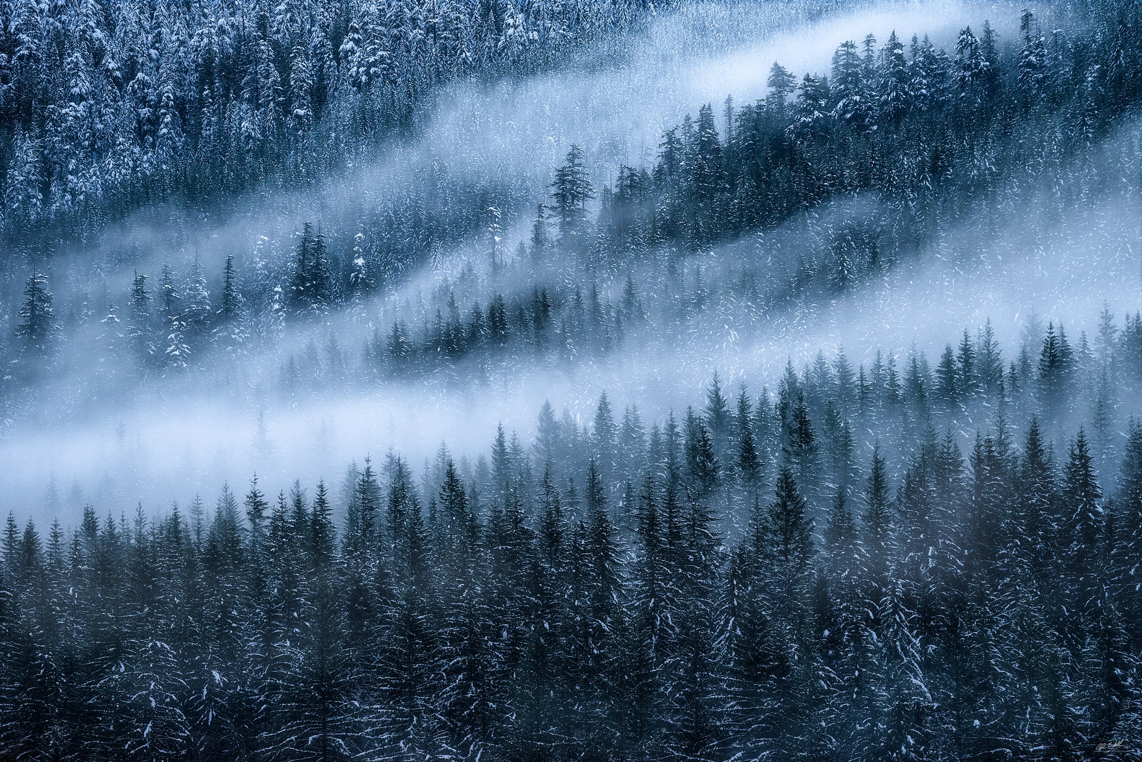 Winter's Embrace, Winter, Snow, Trees