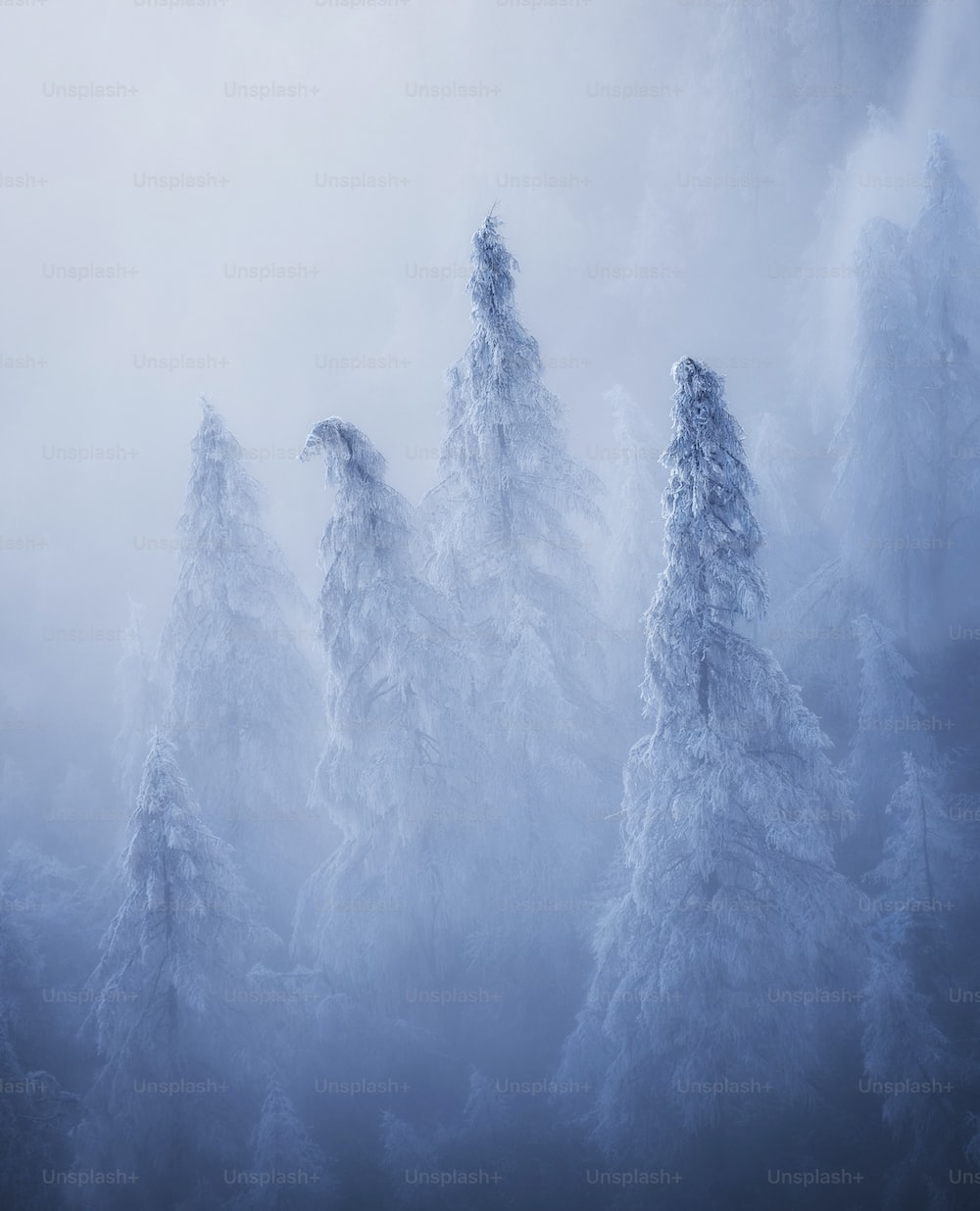 A group of snow covered trees in a foggy forest photo