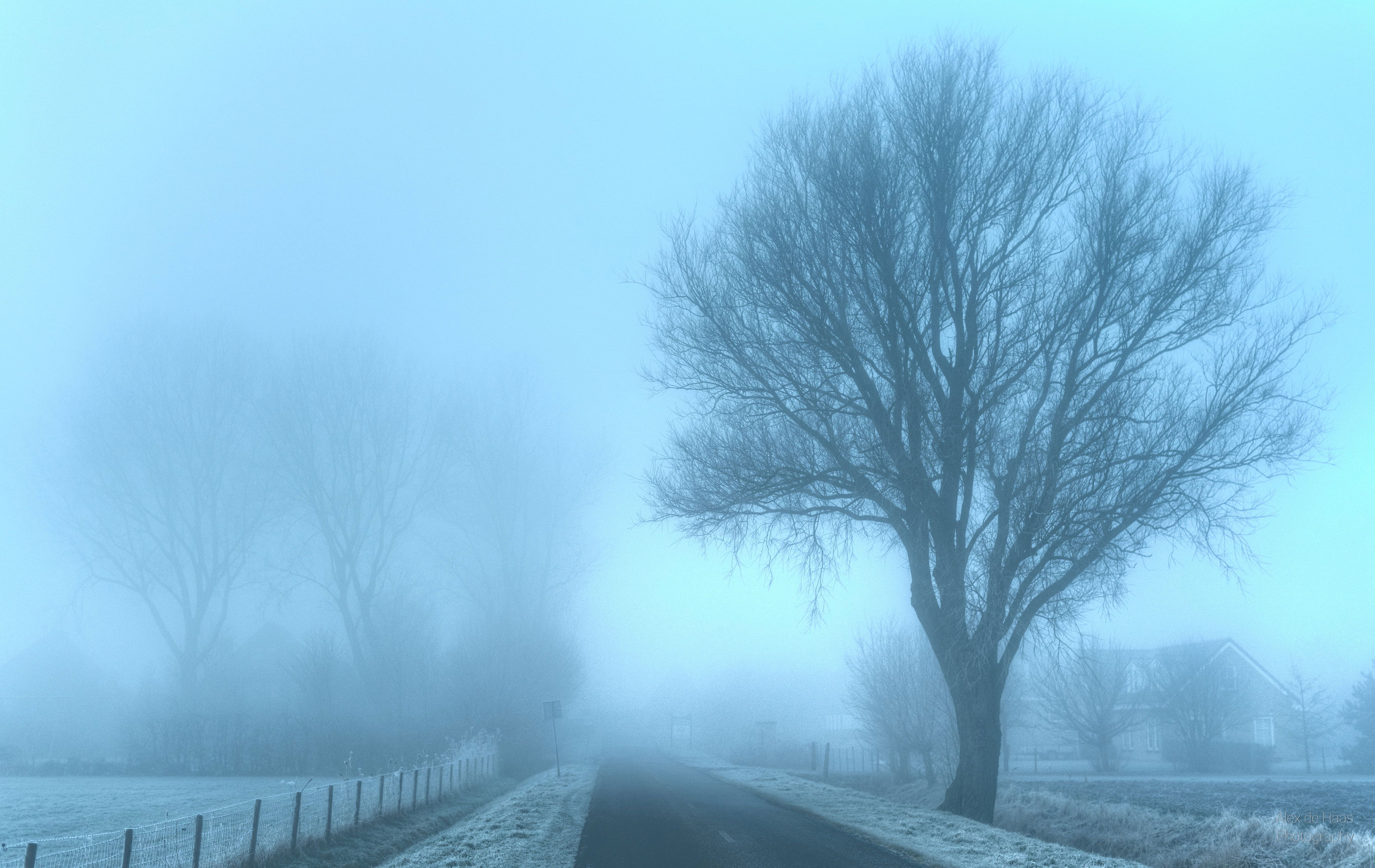Withered Trees During Foggy Winter Day Wallpaper, Emotion, Morgens, De. Winter wallpaper, Cityscape wallpaper, Europe wallpaper