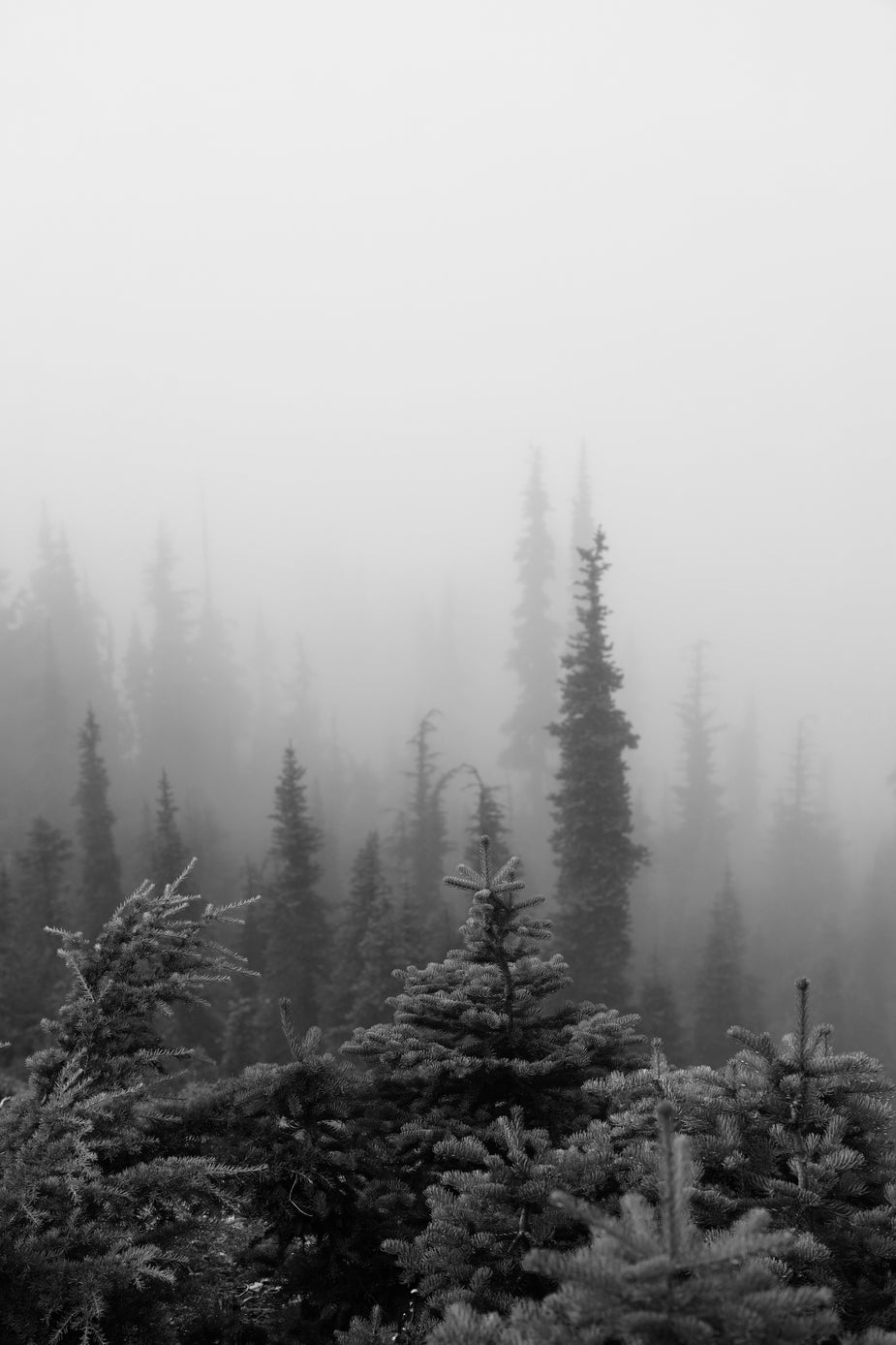 Browse Free HD Image of Evergreen Trees In Thick White Fog