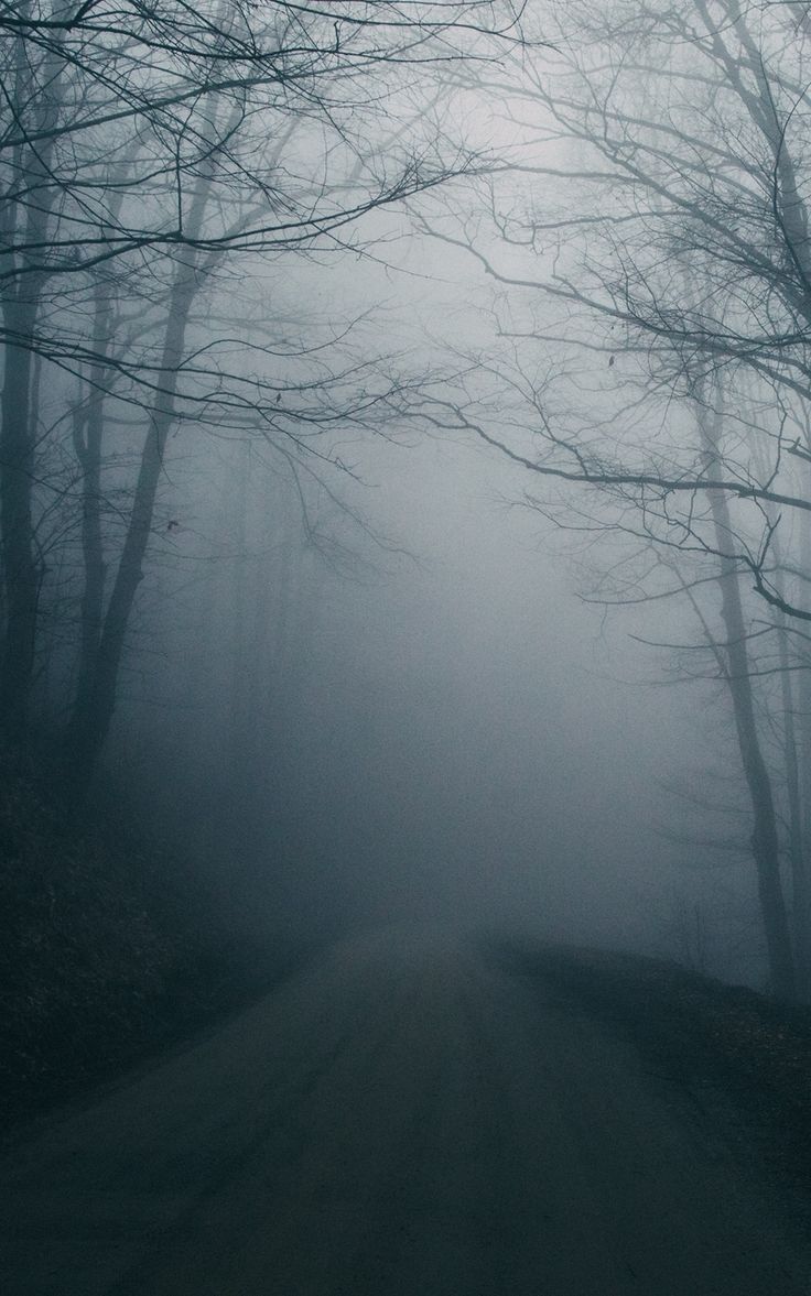 Wallpaper trees dark gloomy fog road