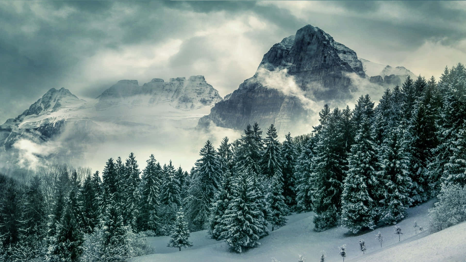 Download Pine Tree Snow Mountains Background