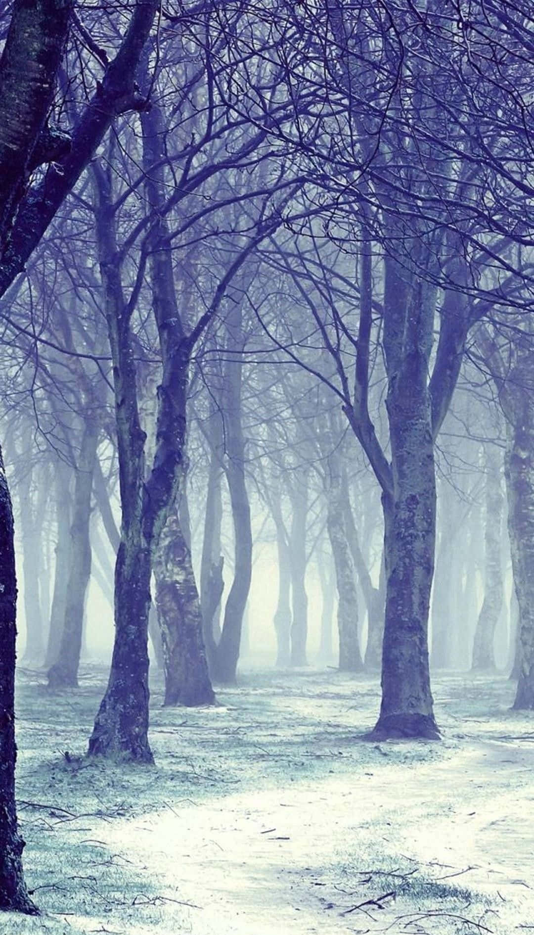 Download A Foggy Forest With Trees And Snow Wallpaper